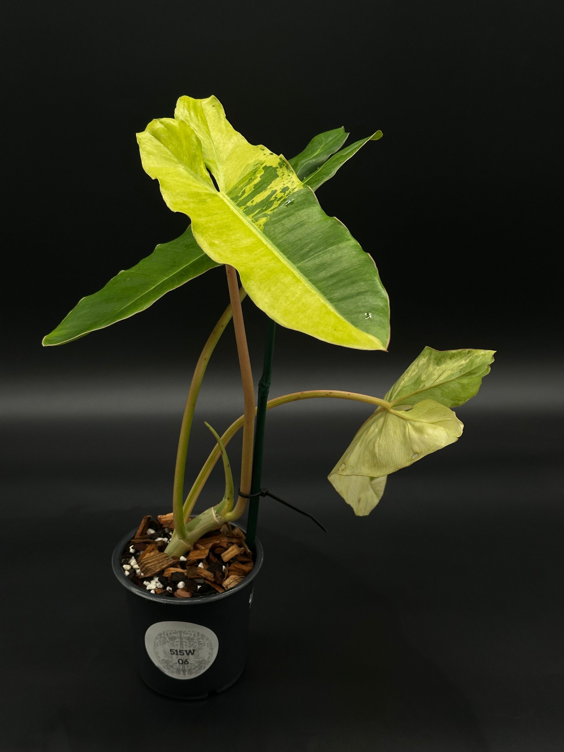 Philodendron Paraiso Verde Aurea Variegated (515W06) in a 4-inch pot, showcasing narrow, oblong-triangular leaves with bright yellow and green variegation.
