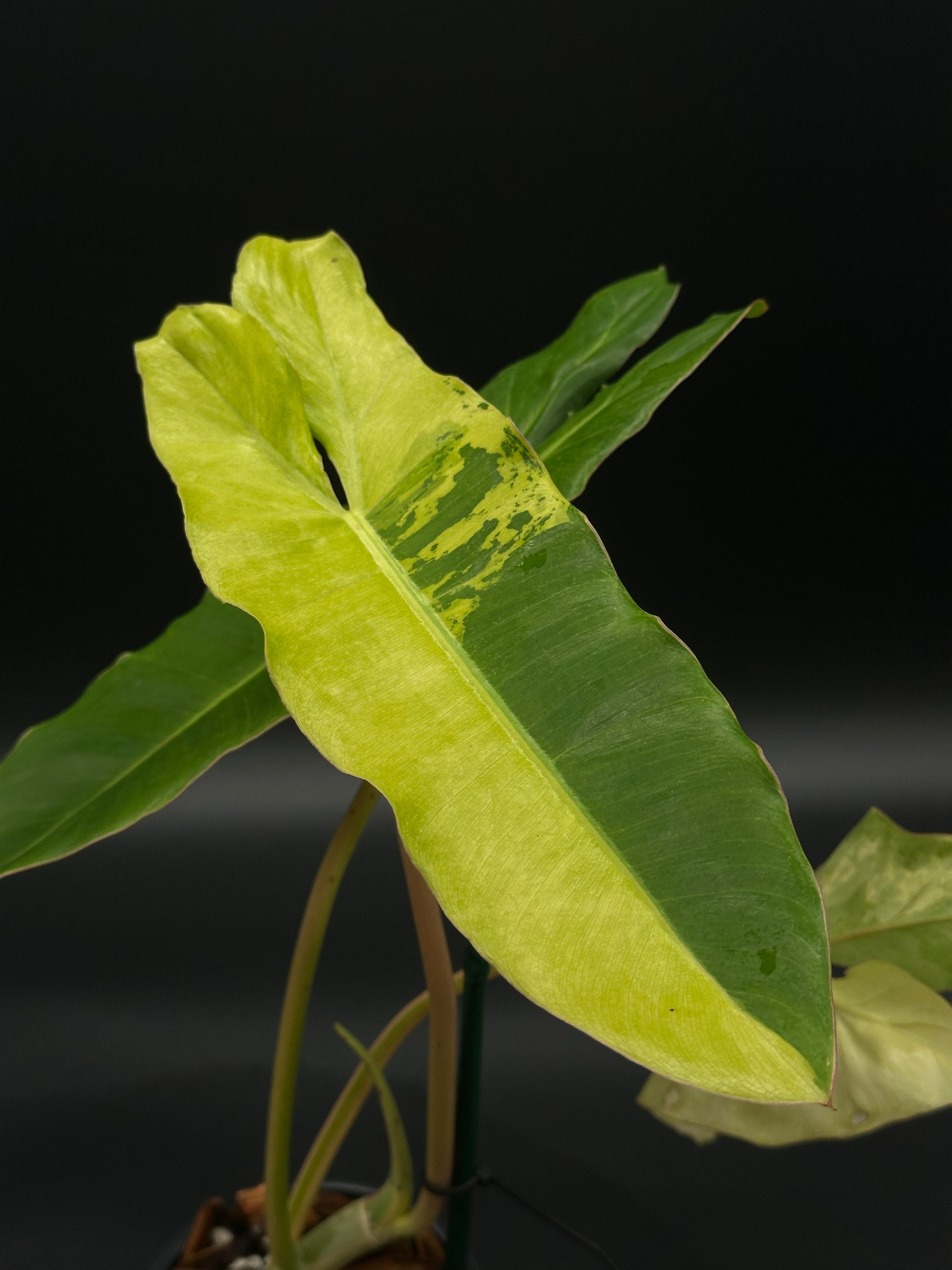 Philodendron Paraiso Verde Aurea Variegated (515W06) in a 4-inch pot, showcasing narrow, long leaves with vibrant yellow and green variegation.