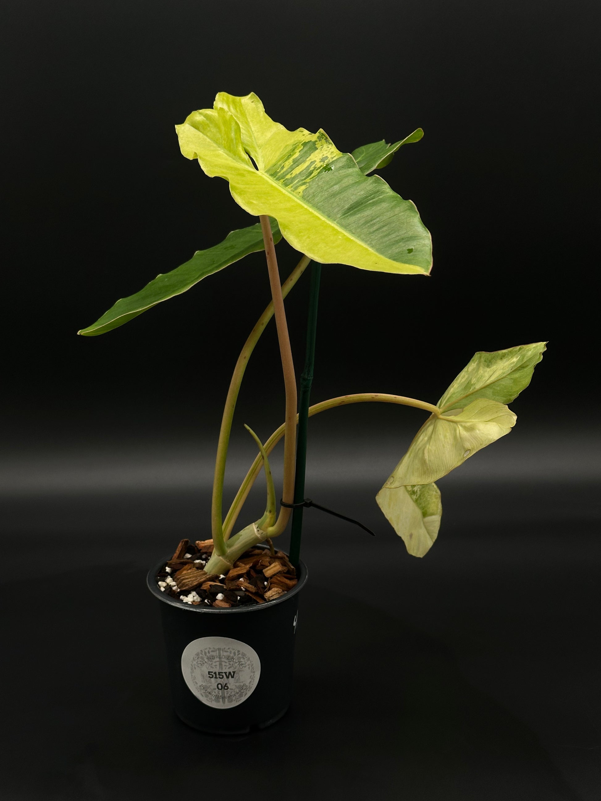 Philodendron Paraiso Verde Aurea Variegated (515W06) in a 4-inch pot, displaying narrow, oblong-triangular leaves with vibrant yellow and green variegation.