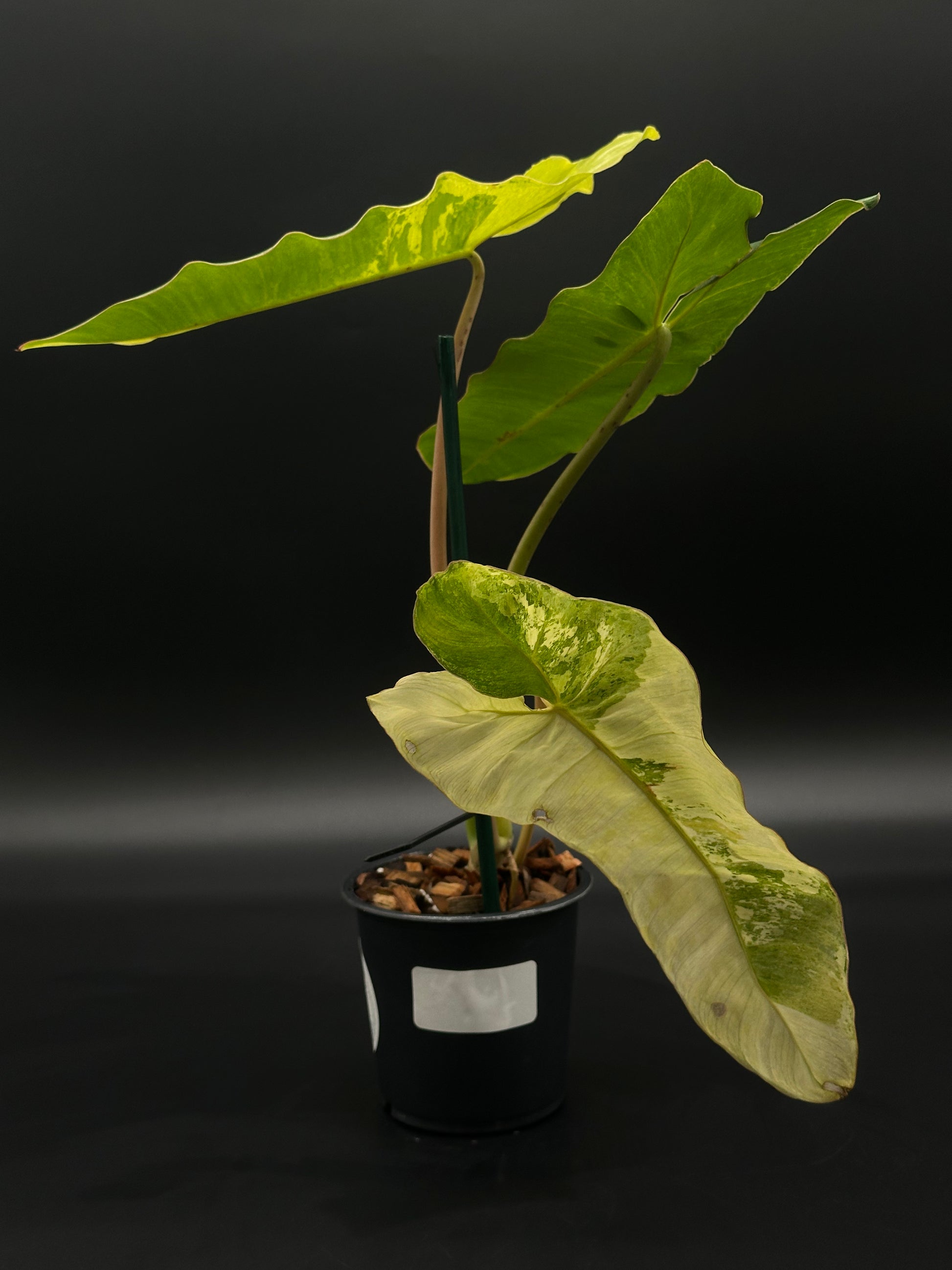 Philodendron Paraiso Verde Aurea Variegated in a 4-inch pot, showcasing narrow leaves with bright yellow and green variegation, ideal for indoor climbing and low maintenance.
