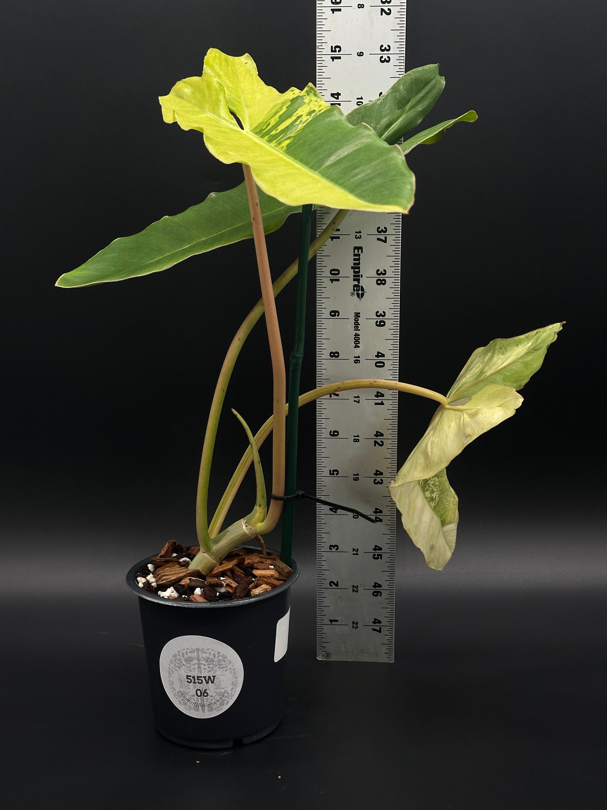 Philodendron Paraiso Verde Aurea Variegated (515W06) in a 4-inch pot, showcasing vibrant, narrow, lobed leaves with striking yellow and green mottled patterns.