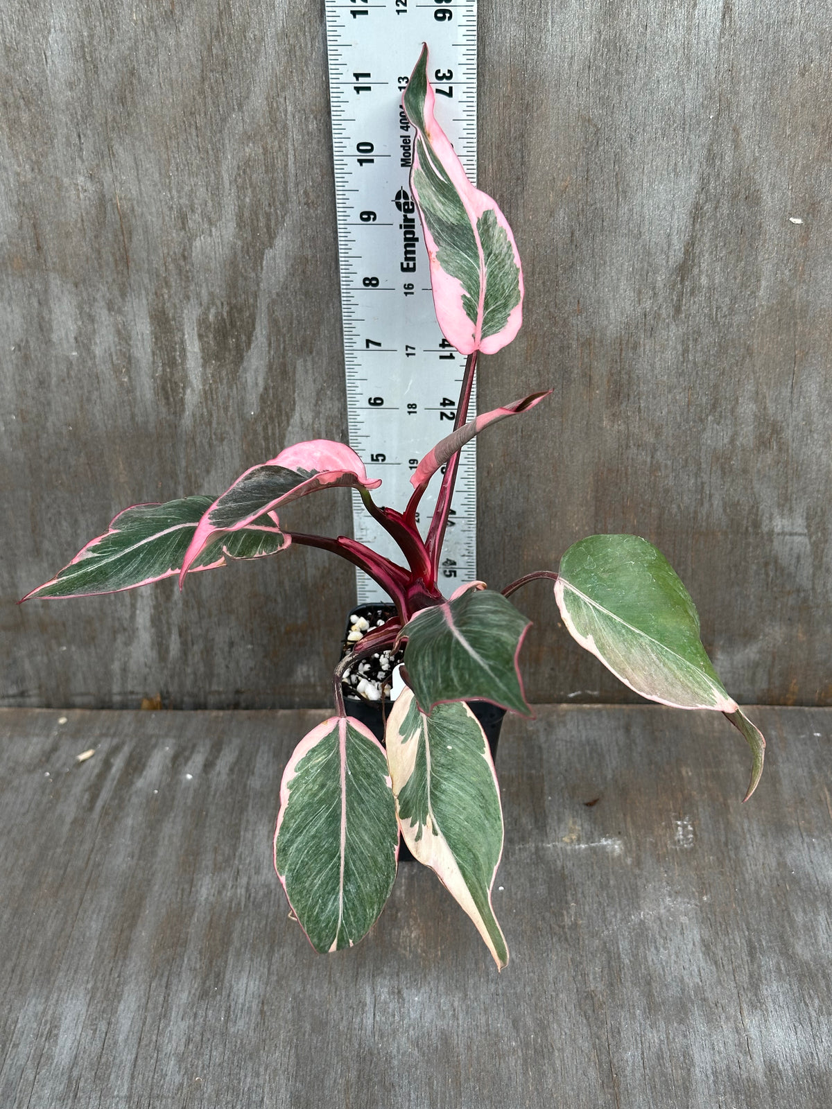 Philodendron Pink Princess Mutation