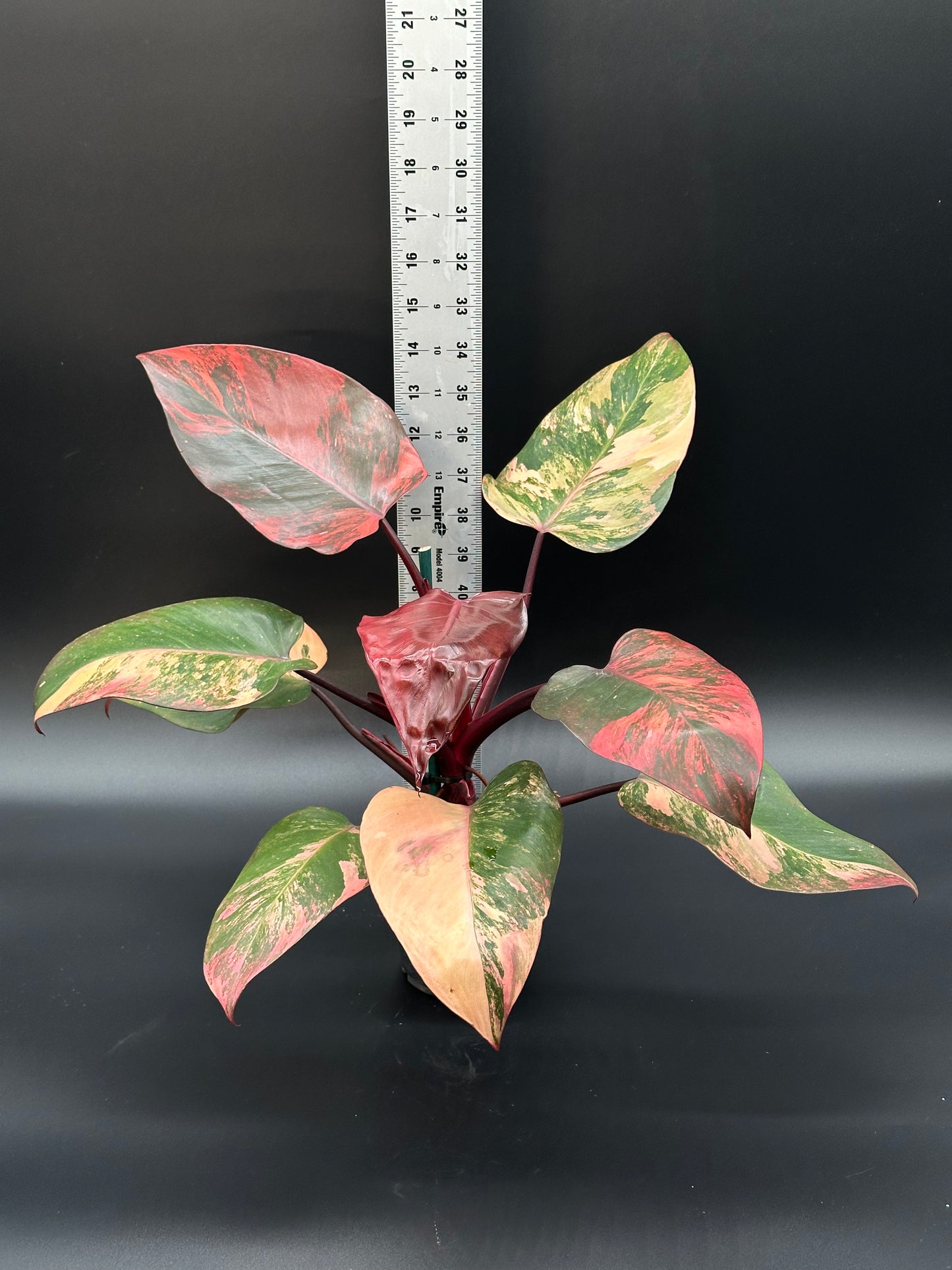 Philodendron 'Red Princess' (PRP2) in a 4-inch pot with 5 leaves, featuring red and green variegation, shown alongside a ruler for scale.