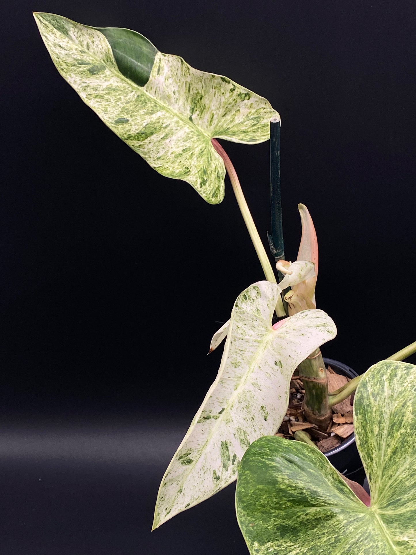 Philodendron sp. 'Emerald Ice' (130W026) in a 4-inch pot, showcasing variegated heart-shaped leaves and new pinkish shoots supported by a simple stake.