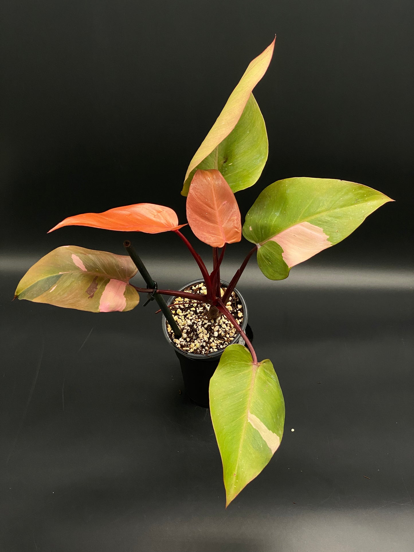 Philodendron sp. 'Persimmon Princess' in a 4-inch black pot, featuring glossy, oval leaves with pink and green variegation and deep red stems.