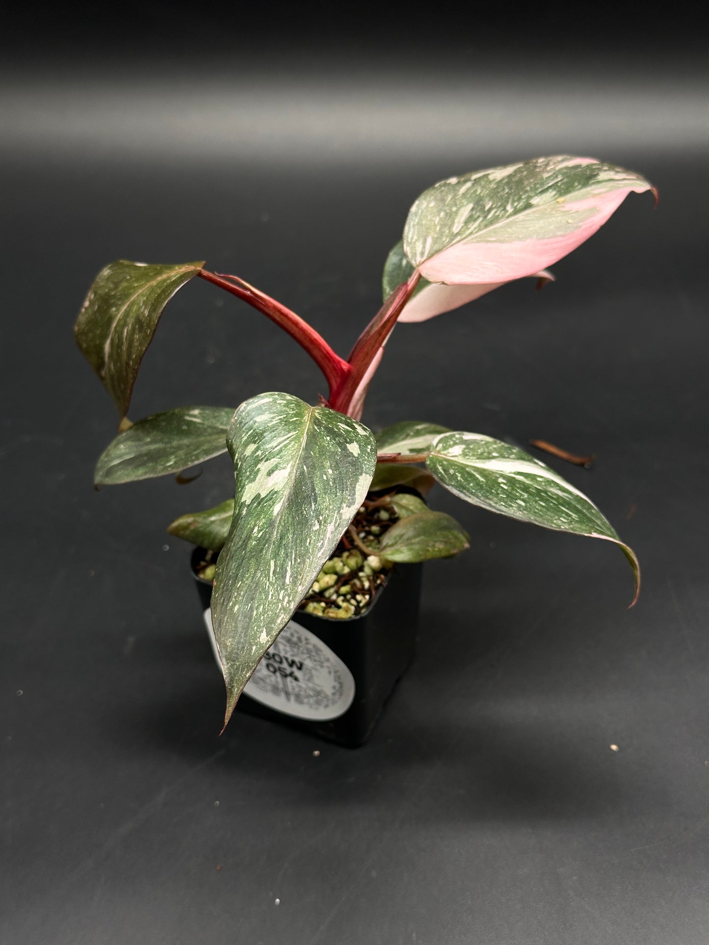 Philodendron sp. 'Pink Princess Galaxy' in a black pot, displaying long, pointed leaves with green and silvery variegation, undersides tinged with rosy-pink.