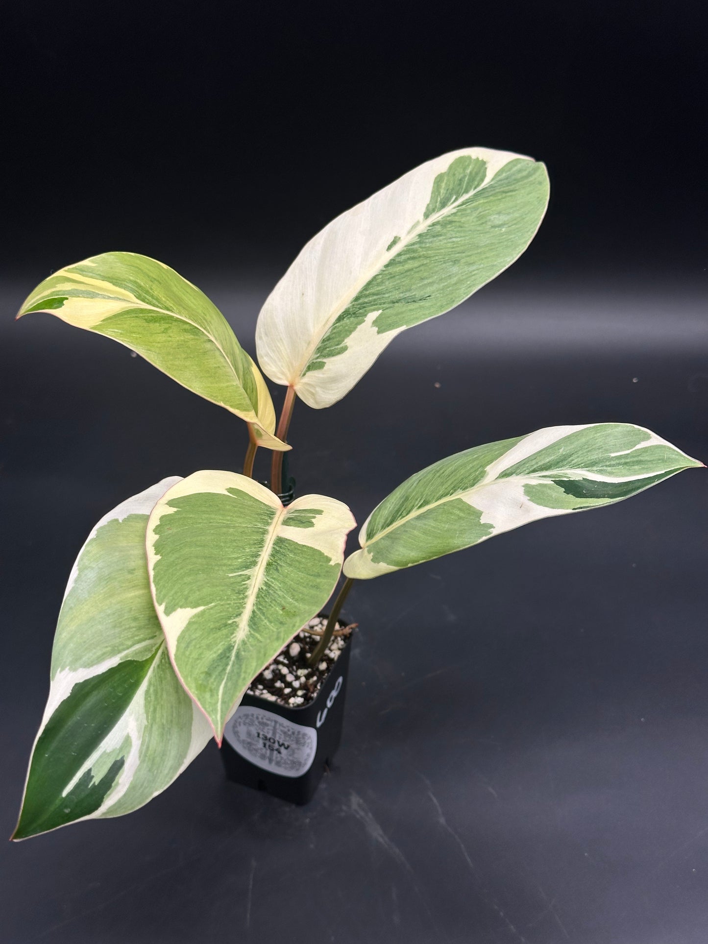 Philodendron sp. 'Shady Lady' features green-and-cream variegated leaves with pinkish stems, offering a striking display of pastel foliage for rare plant enthusiasts.