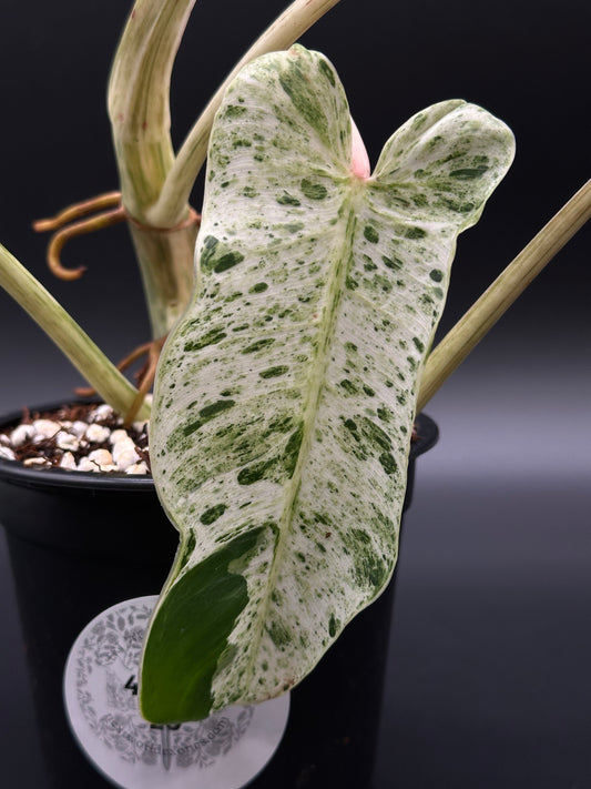 Philodendron sp. 'Emerald King' (410W20) close-up showcasing its lush leaves and stem, ideal for exotic plant collectors and enthusiasts.