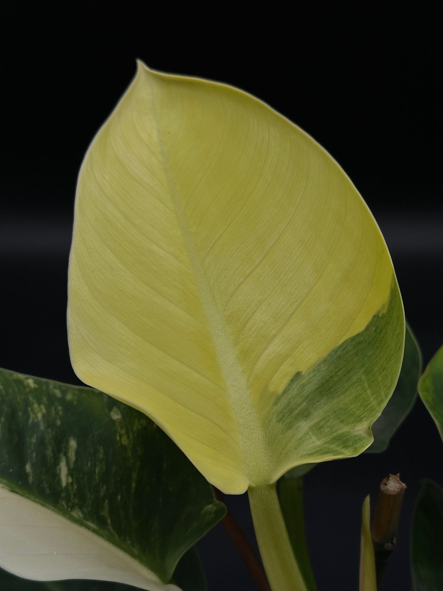 Philodendron sp. 'Green Congo' (508W01) in a 5-inch pot, showcasing its distinctive rich green leaves, part of Next World Exotics' rare plant collection.