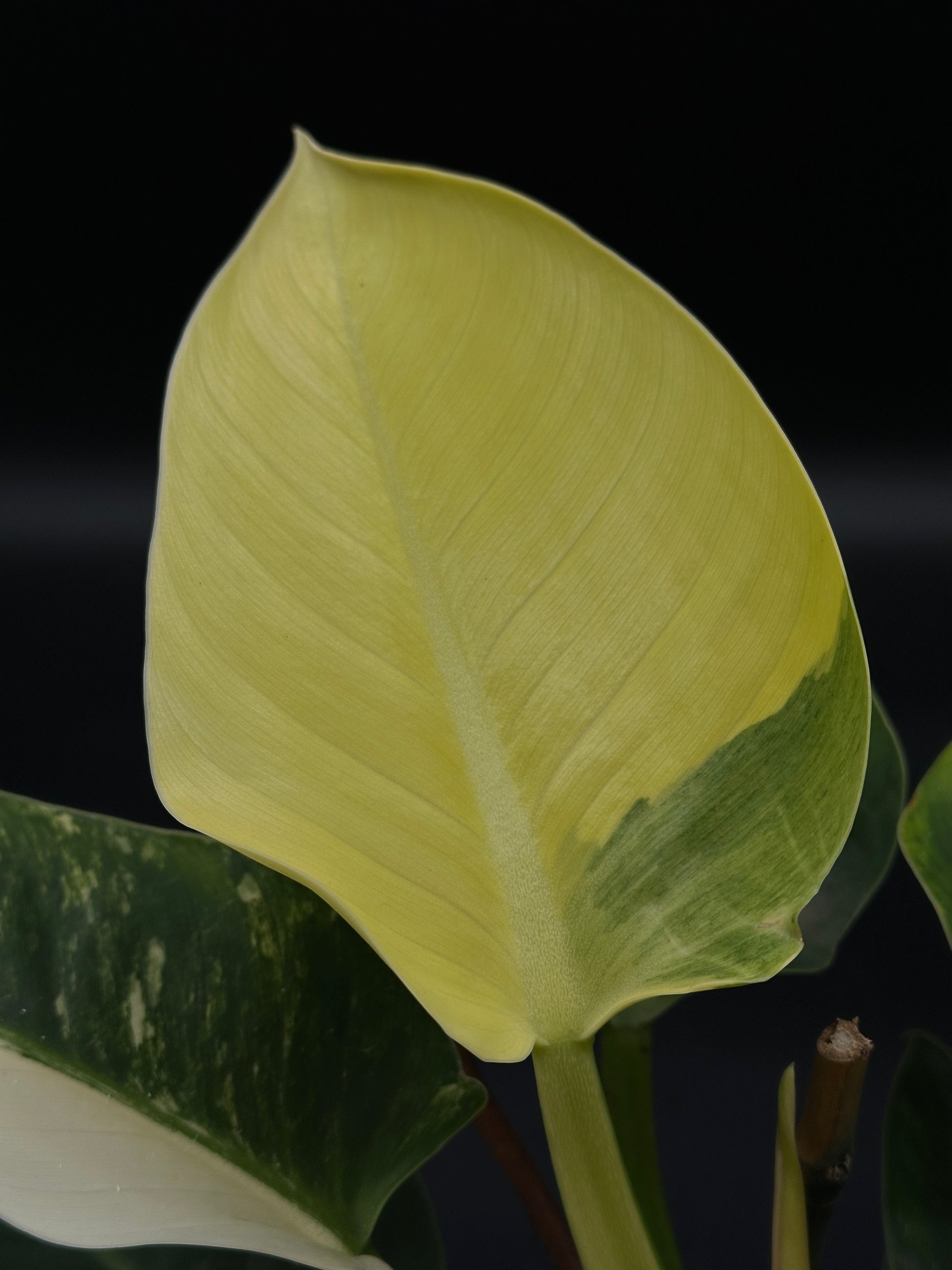 Philodendron sp. 'Green Congo' (508W01) in a 5-inch pot, showcasing its distinctive rich green leaves, part of Next World Exotics' rare plant collection.