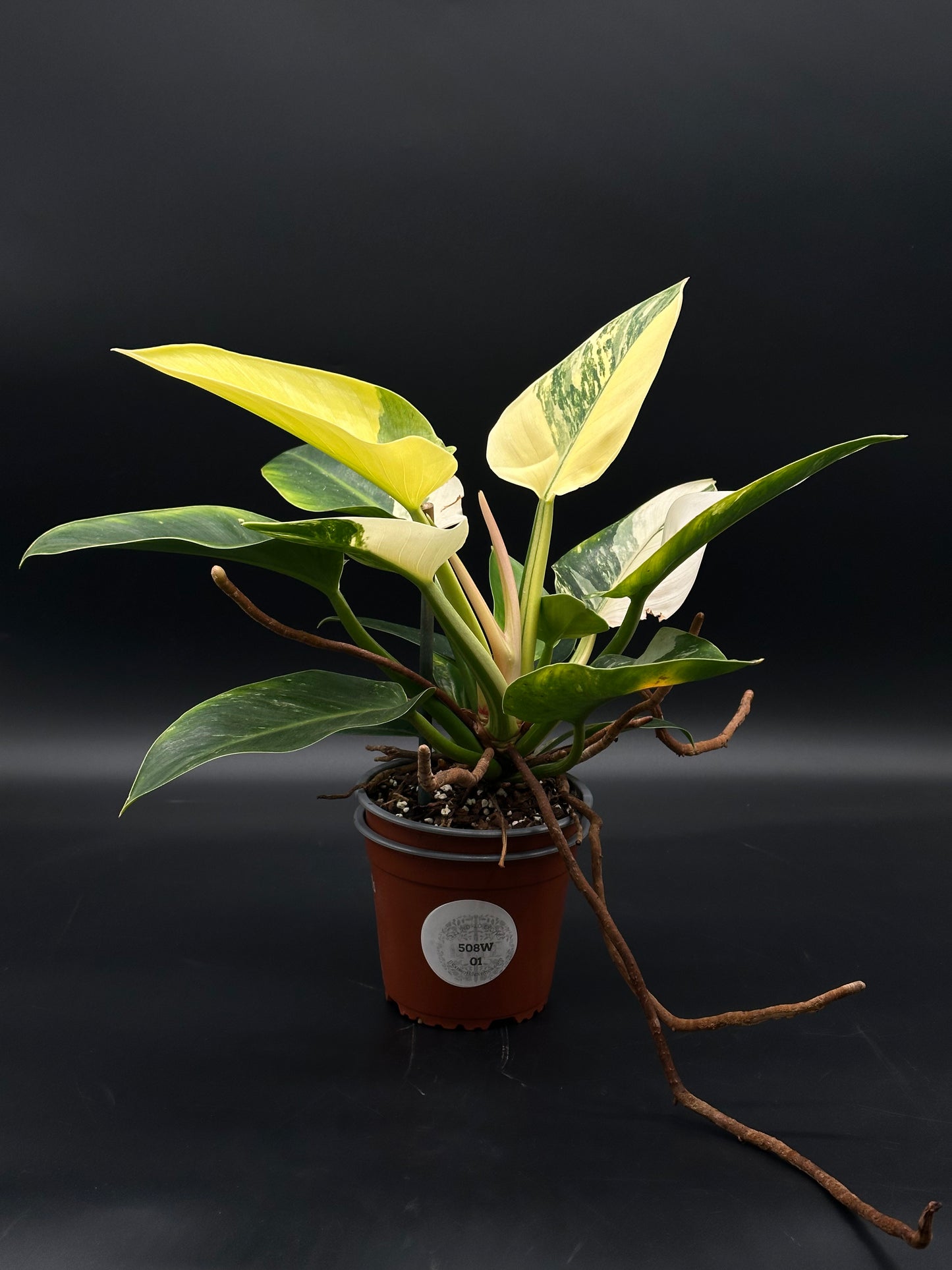 Philodendron sp. 'Green Congo' (508W01) in 5-inch pot, showcasing its distinctively lush green leaves, a vigorous rare cultivar from Next World Exotics' exotic houseplant collection.