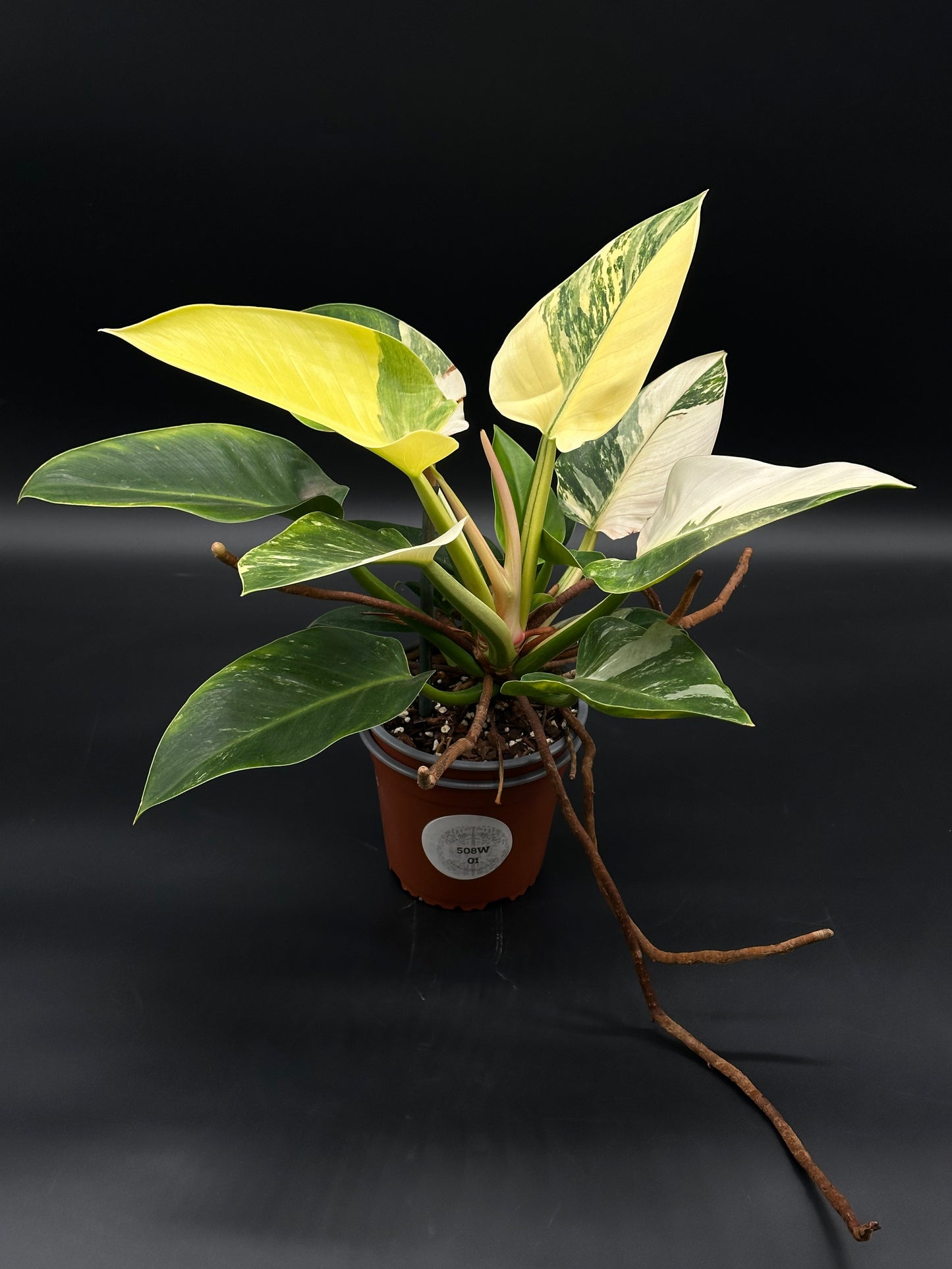 Philodendron sp. 'Green Congo' (508W01) in a 5-inch pot, showcasing its lush, robust green leaves, a distinctive feature of this rare cultivar.