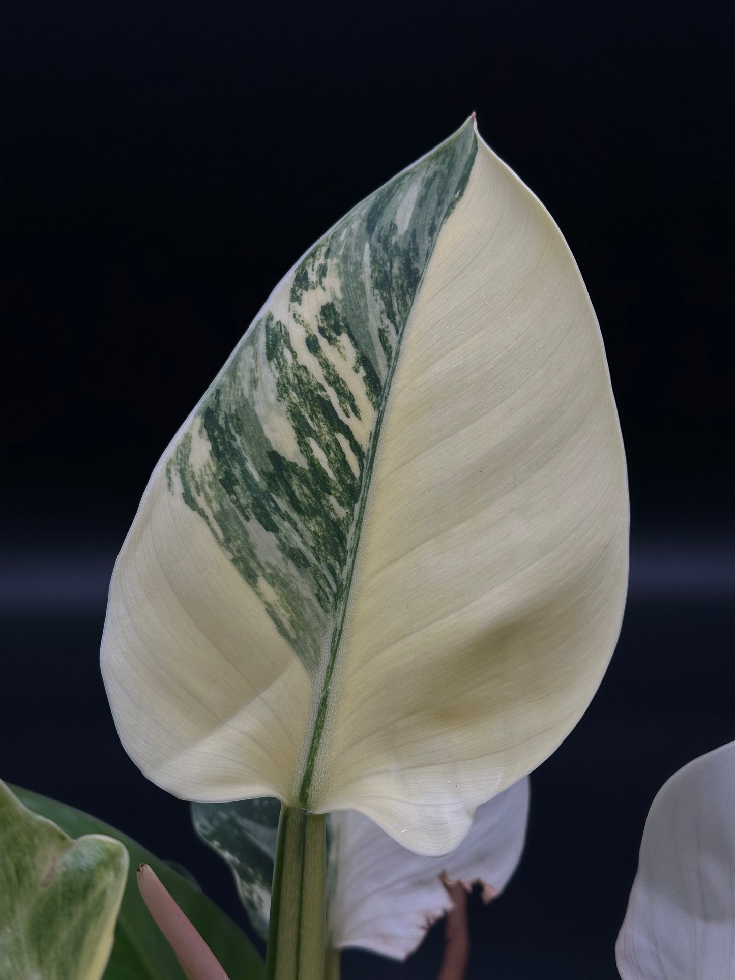 Philodendron sp. 'Green Congo' (508W01) in a 5-inch pot, showcasing its distinct, lush green foliage, highlighting its vigorous growth typical of this rare cultivar.