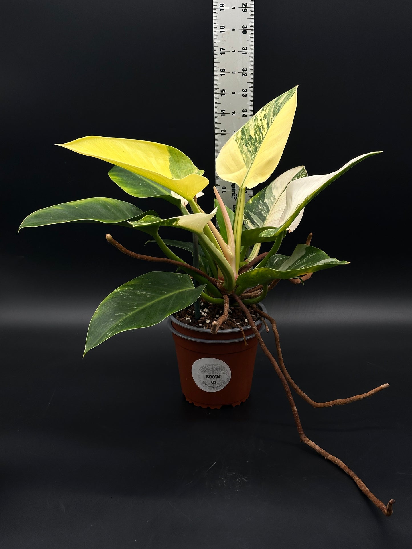 Philodendron sp. 'Green Congo' (508W01) in a 5-inch pot, showcasing its distinctive rich green leaves, indicative of vigorous growth.
