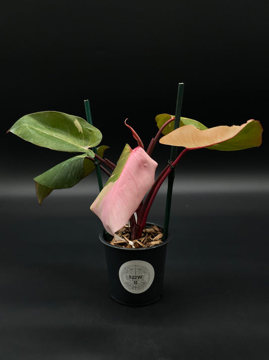 Philodendron sp. 'Persimmon Princess' with distinct variegated leaves, ideal for collectors and plant enthusiasts seeking rare tropical houseplants.