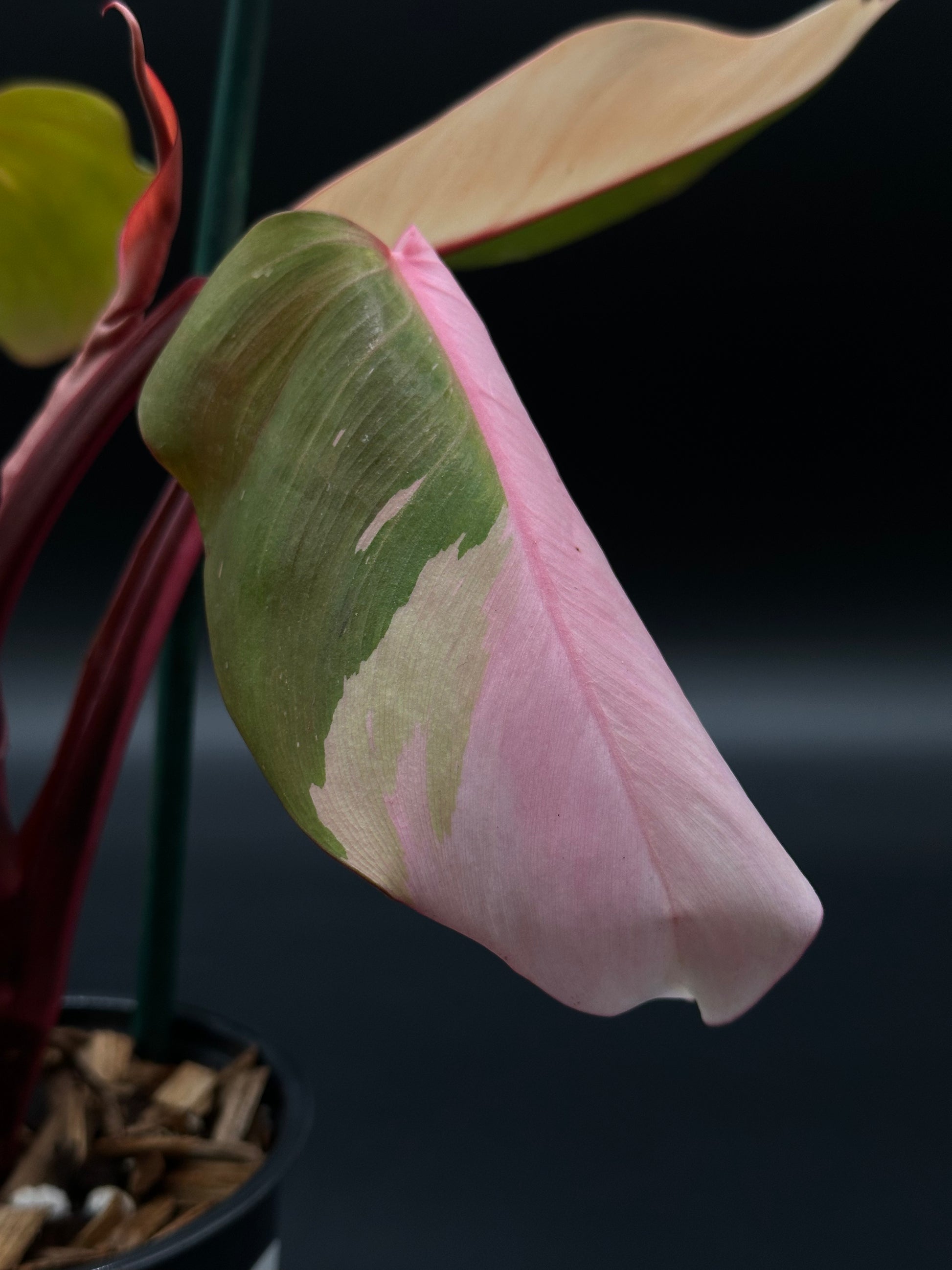 Philodendron sp. 'Persimmon Princess', a rare, exotic houseplant, ideal for collectors, showcasing distinctive foliage as part of Next World Exotics' variegated tropical offerings.