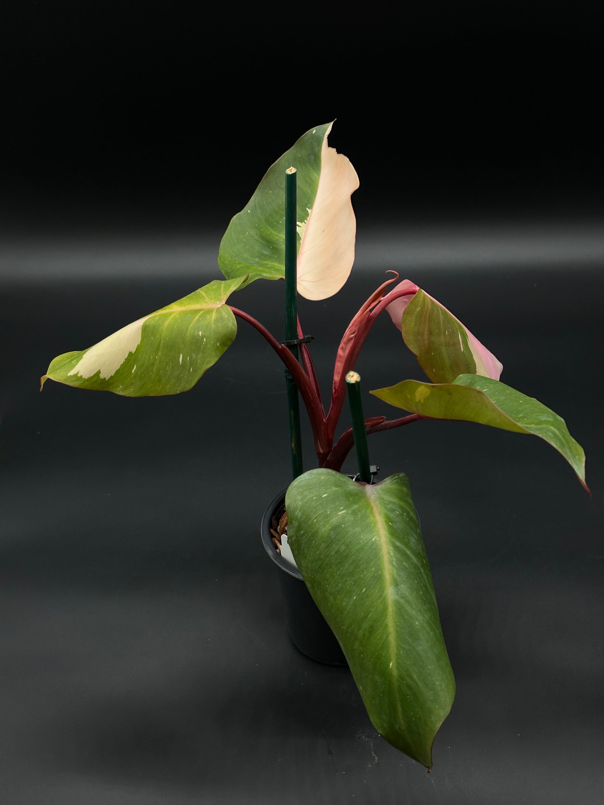 Philodendron sp. 'Persimmon Princess' (522W11), a rare, variegated tropical houseplant from Next World Exotics, ideal for collectors and plant enthusiasts.