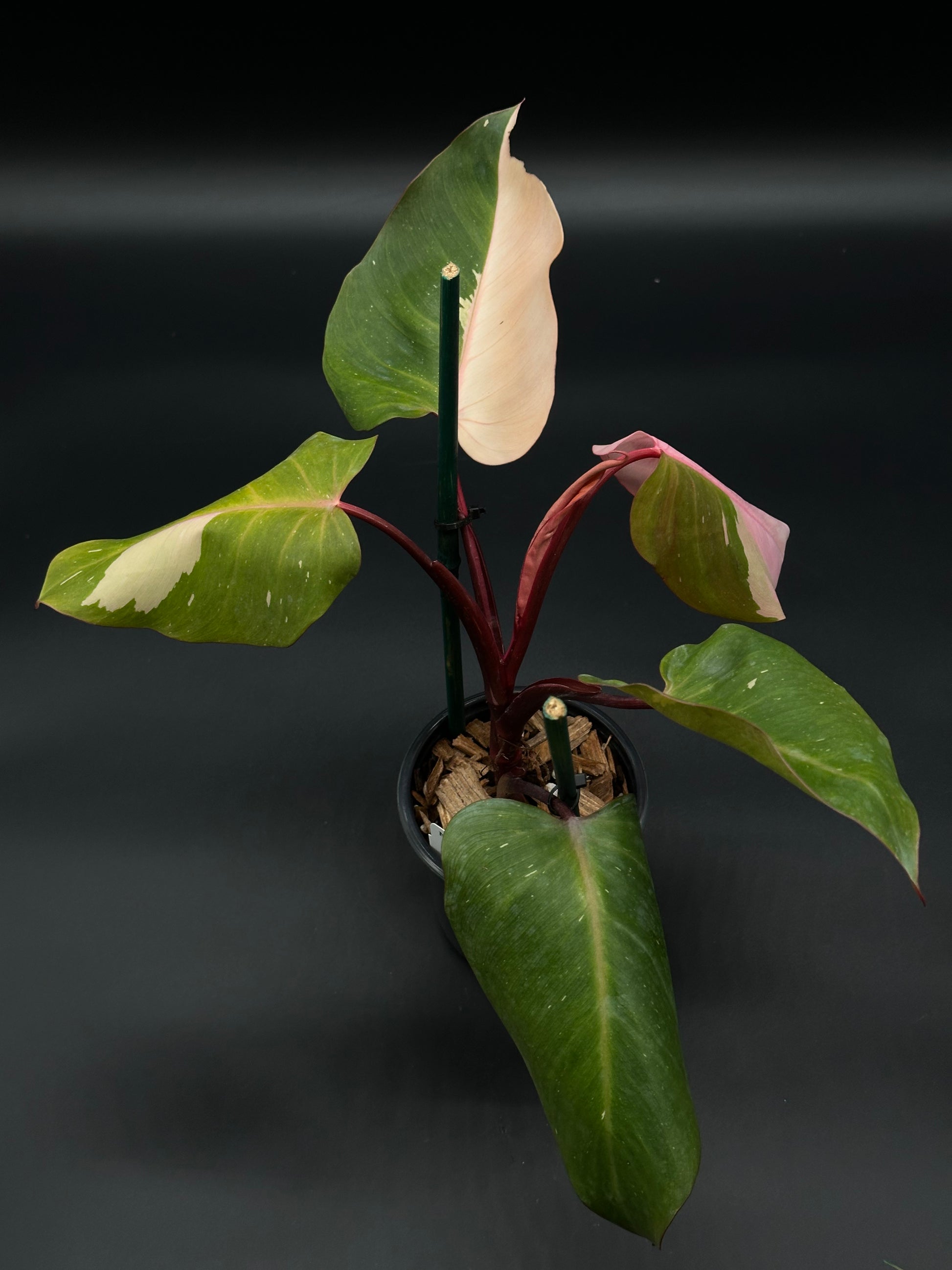 Philodendron sp. 'Persimmon Princess' (522W11), a rare, exotic houseplant offered by Next World Exotics, ideal for collectors and plant enthusiasts.
