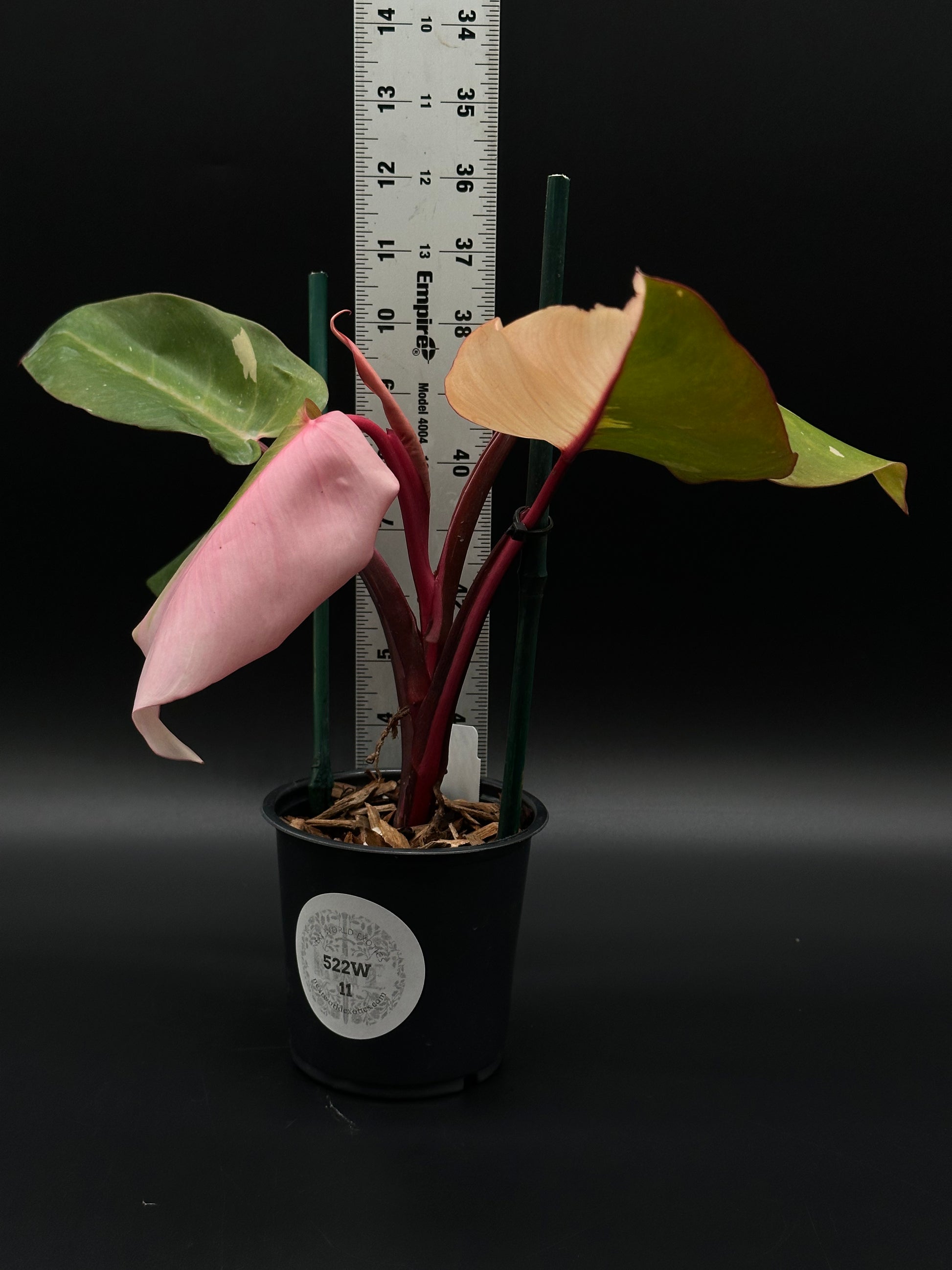 Philodendron sp. 'Persimmon Princess' (522W11), a rare exotic houseplant, featured for its unique variegation, ideal for collectors seeking distinctive tropical species.