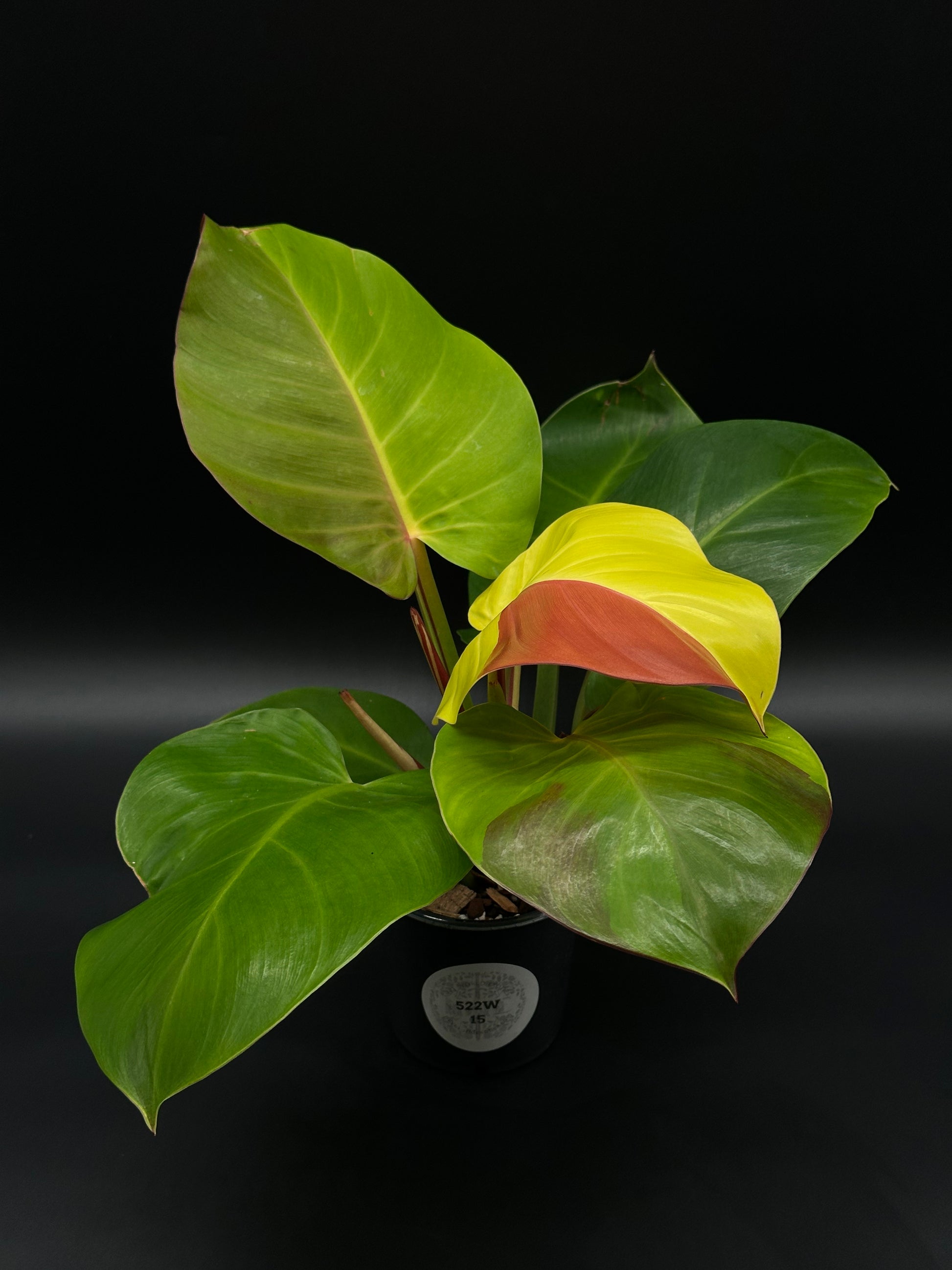 Philodendron sp. 'Yellow Flame' in a 4-inch pot, showcasing its rare bright leaves, perfect for collectors of exotic and variegated houseplants.