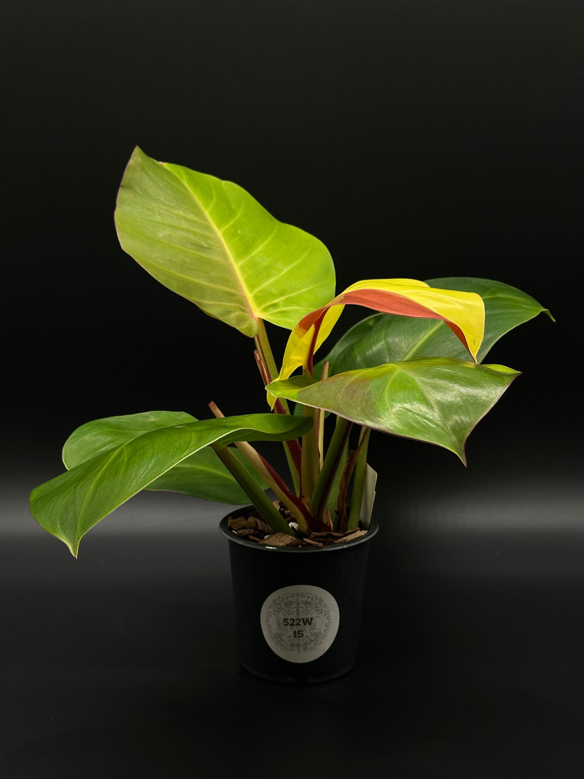 Philodendron sp. 'Yellow Flame' in a 4-inch pot, showcasing its bright leaves; a rare, exotic houseplant for collectors and enthusiasts from Next World Exotics.