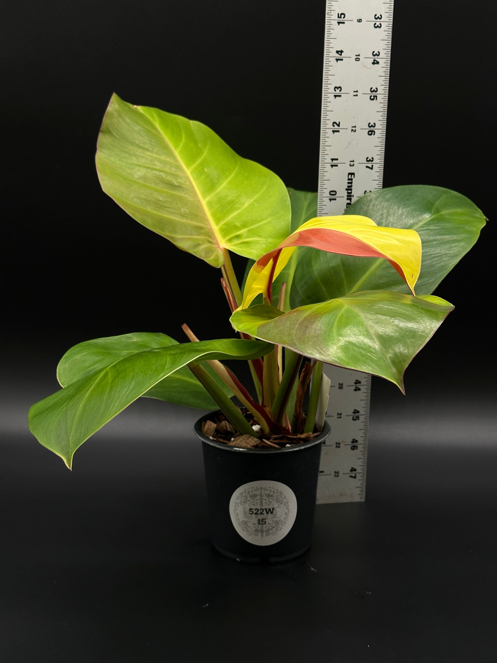 Philodendron sp. 'Yellow Flame' in a 4-inch pot, showcasing its distinctive bright leaves, ideal for collectors of rare variegated tropical houseplants.