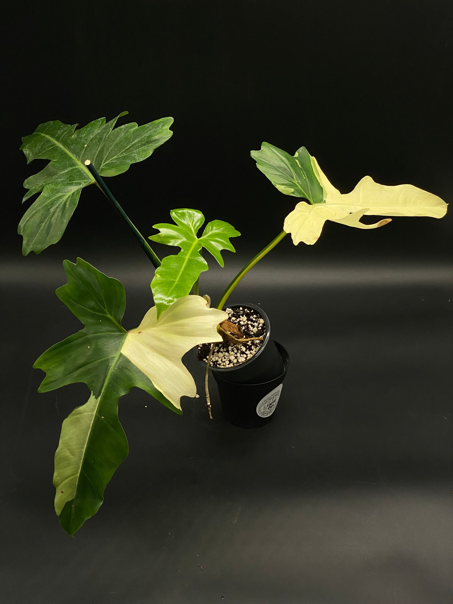 Philodendron Variegated 'Golden Dragon' in a 4-inch plastic nursery pot, showcasing deeply lobed, variegated creamy-white and green leaves, ideal for exotic plant collectors.