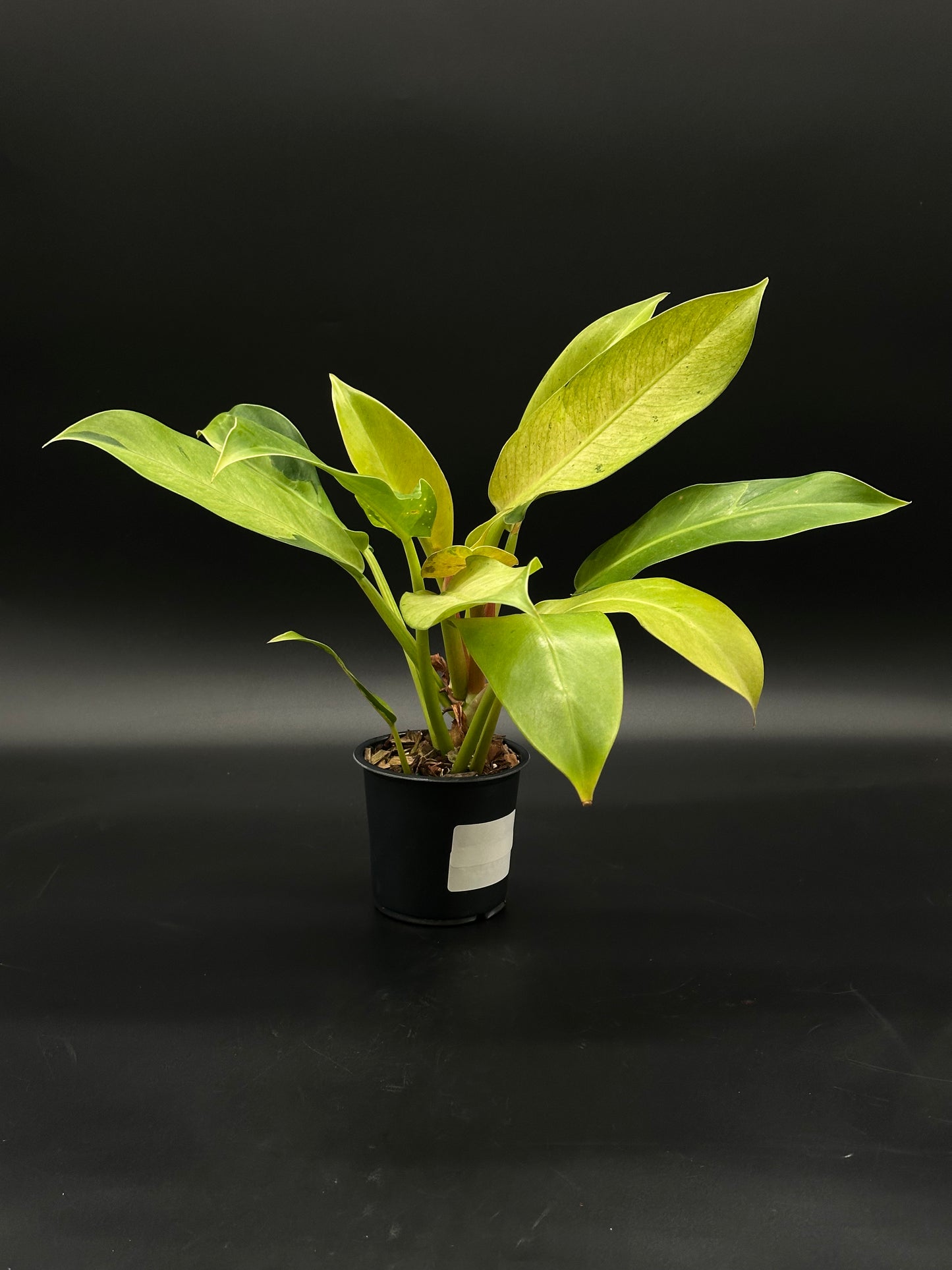 Philodendron Wendlandii sp. 'Orlando Mint' (51W14) in a pot, showcasing lush, detailed leaves, ideal for houseplant enthusiasts seeking rare, variegated tropical greenery.