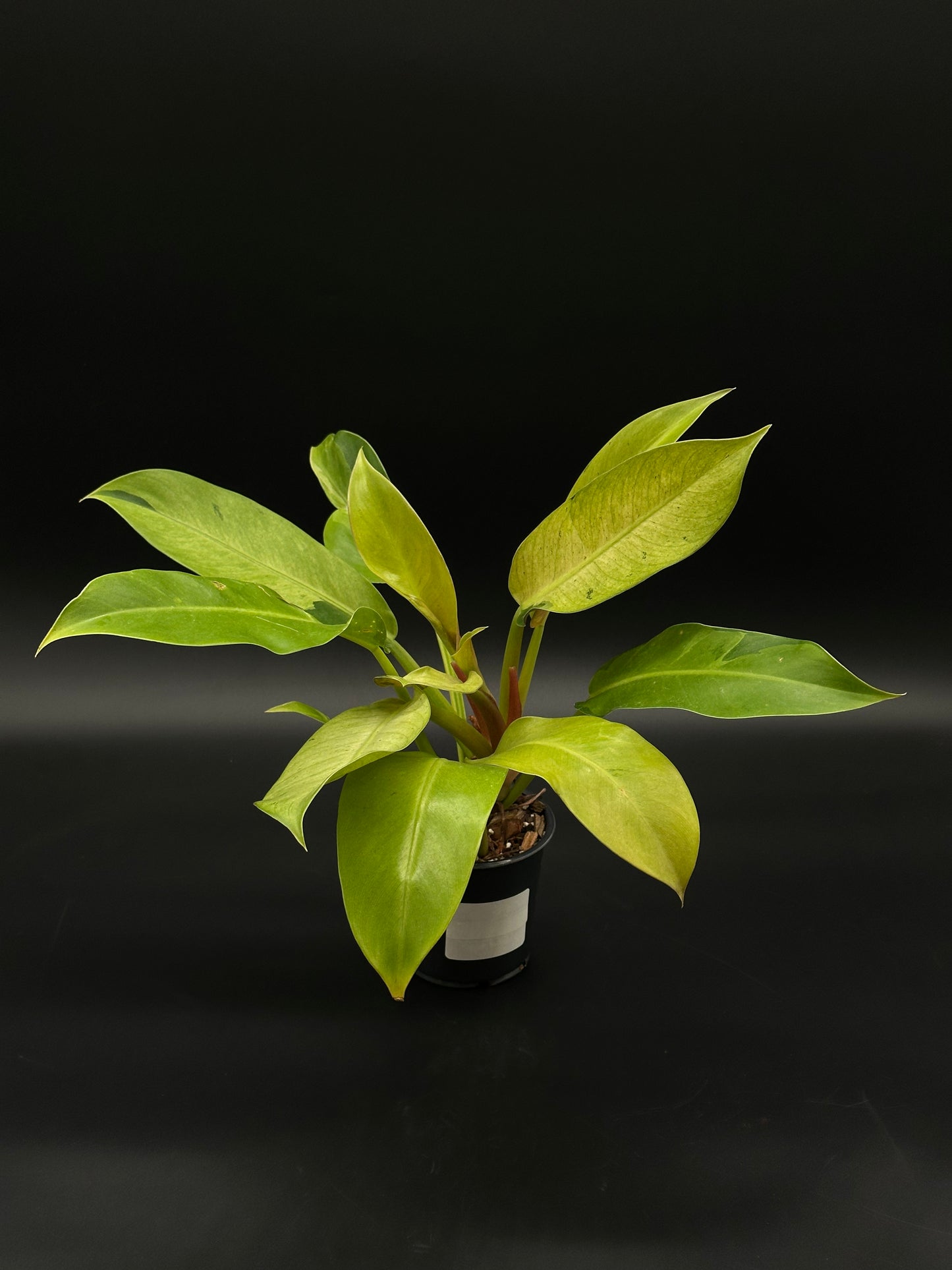 Philodendron Wendlandii sp. 'Orlando Mint' in a pot, showcasing its intricate leaves; a rare, exotic houseplant ideal for collectors and enthusiasts.