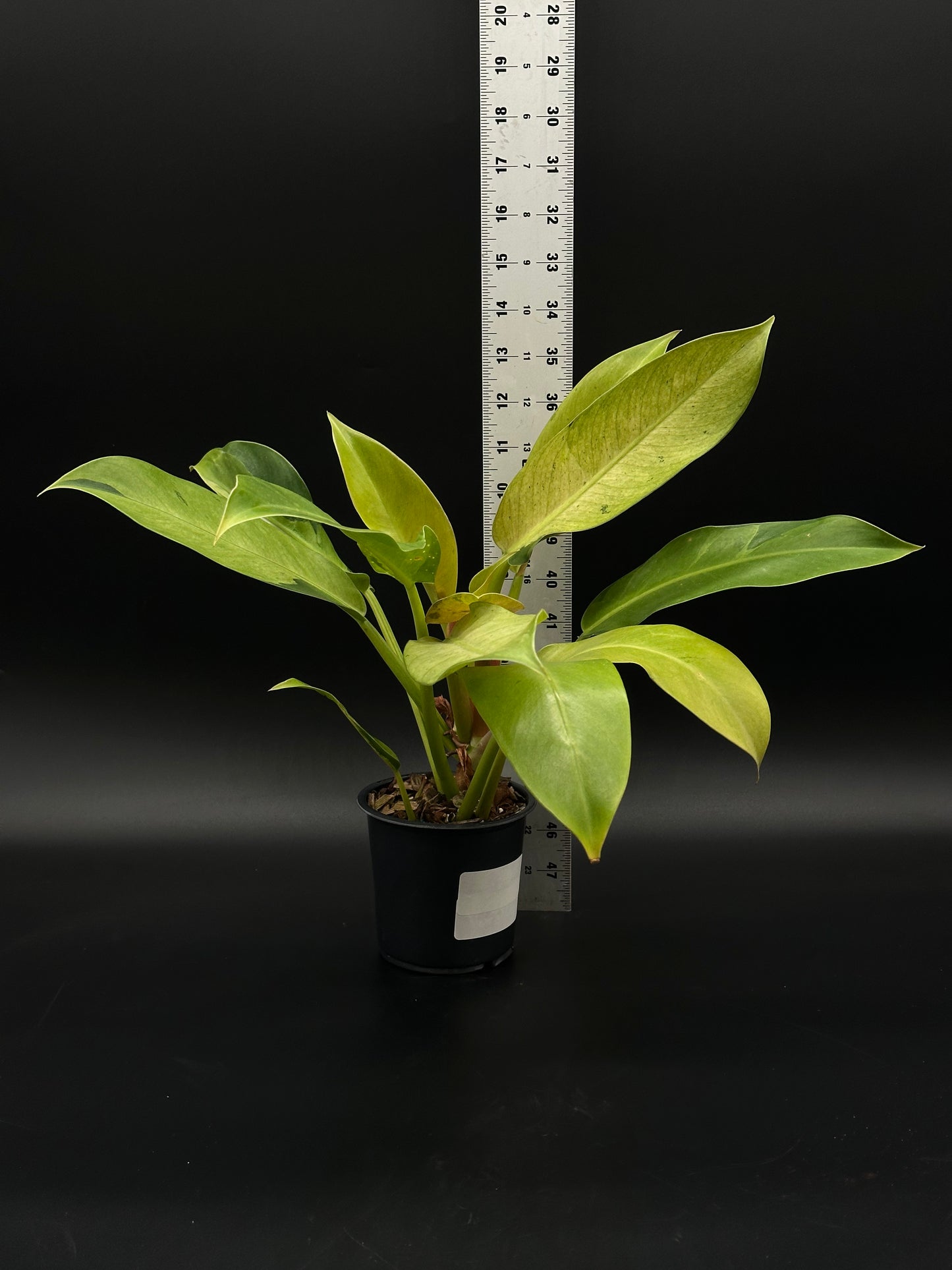 Philodendron Wendlandii sp. 'Orlando Mint' in a pot, accompanied by a ruler, showcasing its size. Part of Next World Exotics' rare plant collection.