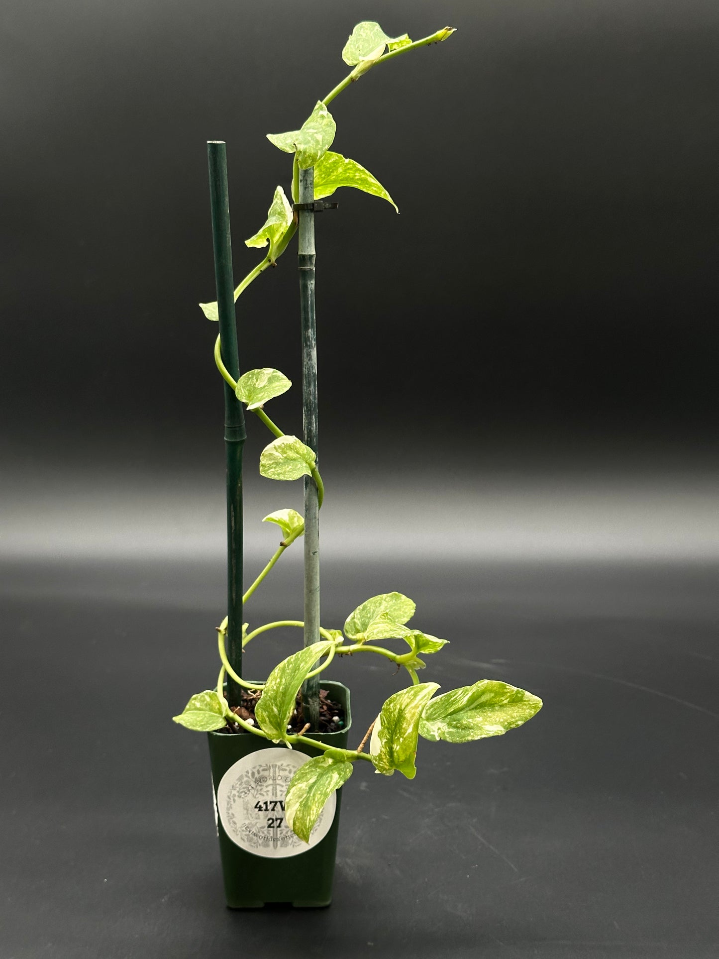 Rhaphidophora Korthalsii Variegated (417W27) in a 2.25-inch pot, showcasing lush leaves on a sturdy stem, perfect for exotic houseplant enthusiasts.