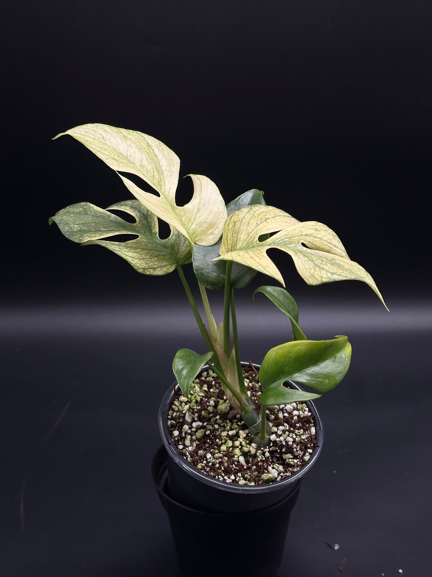 Rhaphidophora Tetrasperma cv. 'White Monster' in a black pot, showcasing variegated leaves with characteristic fenestrations, perfect for collectors or plant enthusiasts.