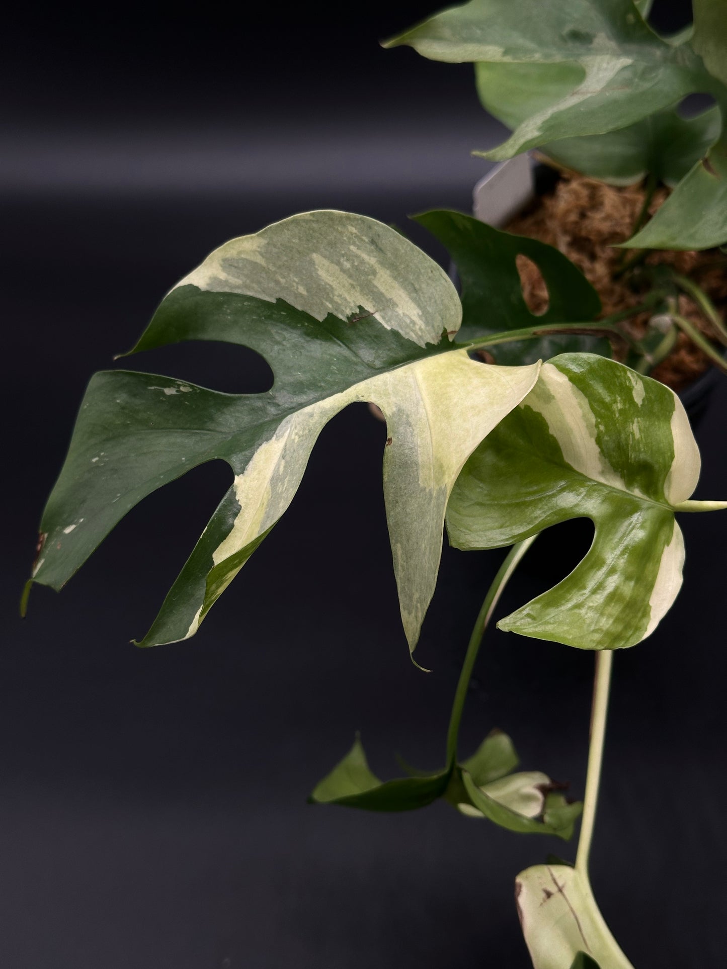 Variegated Rhaphidophora Tetrasperma in a 4-inch pot, showcasing lush, split leaves. Perfect for exotic houseplant enthusiasts and collectors.