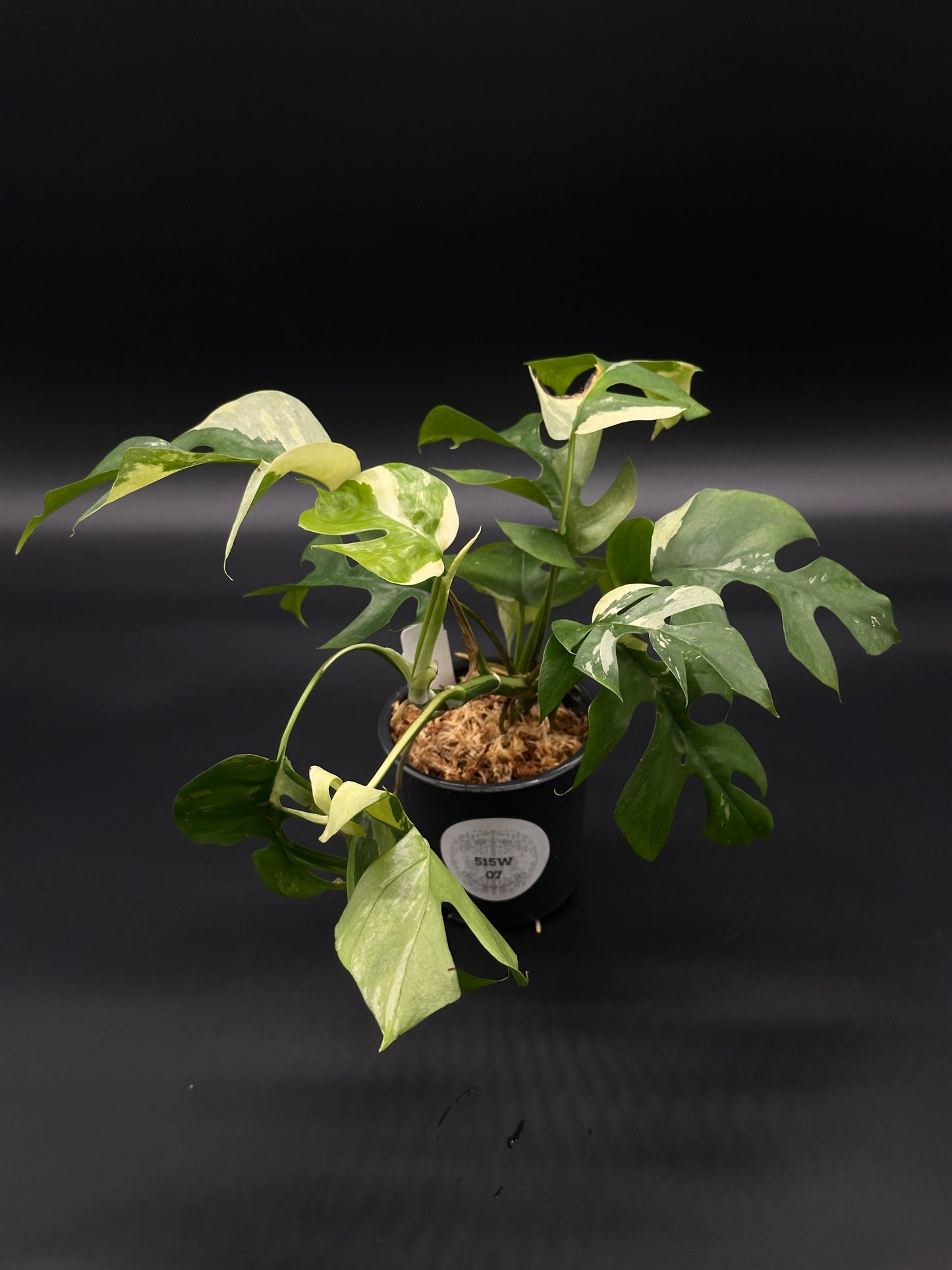 Rhaphidophora Tetrasperma Variegated in a 4-inch pot, showcasing its unique leaf pattern, ideal for exotic plant enthusiasts or collectors.