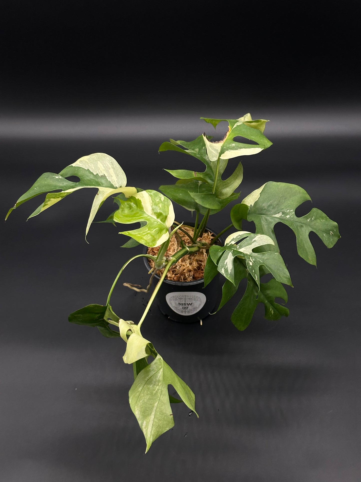 Rhaphidophora Tetrasperma Variegated in a 4-inch pot, showcasing its distinctive foliage, ideal for tropical houseplant enthusiasts and collectors at Next World Exotics.