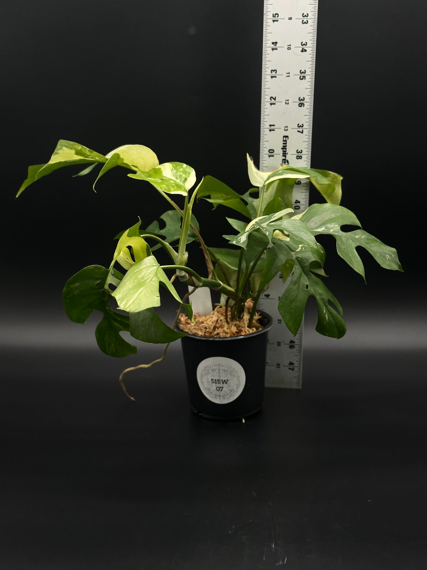 Variegated Rhaphidophora Tetrasperma in a 4-inch pot, showcasing its exotic foliage. Ideal for collectors seeking unique tropical houseplants.