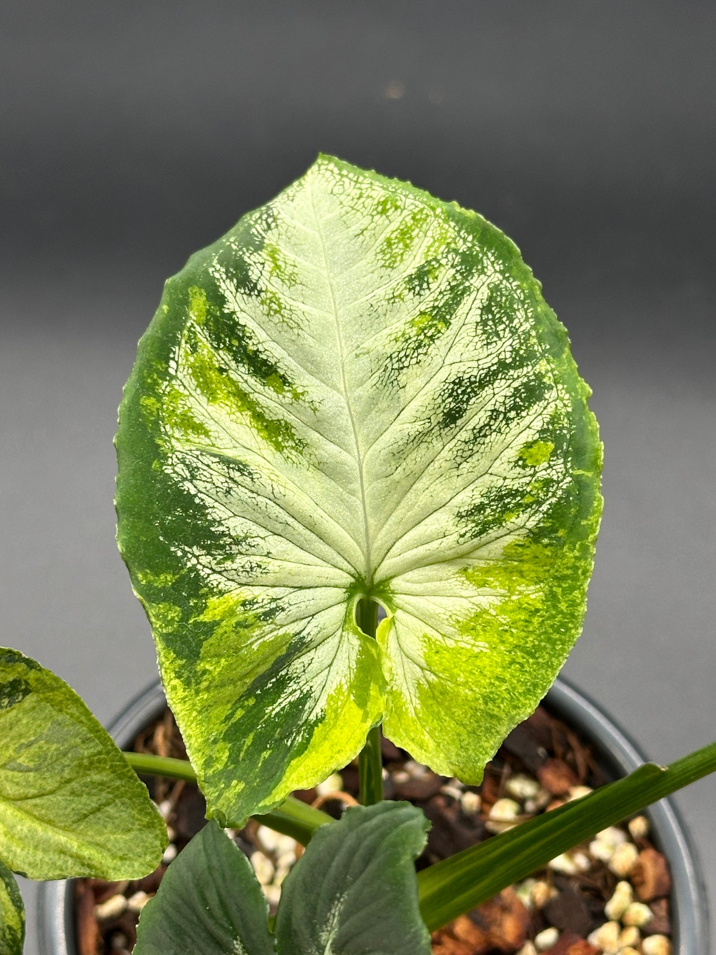 Syngonium Wendlandii 'Scrambled Eggs' variegated plant in a 4-inch pot, showcasing distinct leaf patterns, perfect for tropical houseplant enthusiasts.