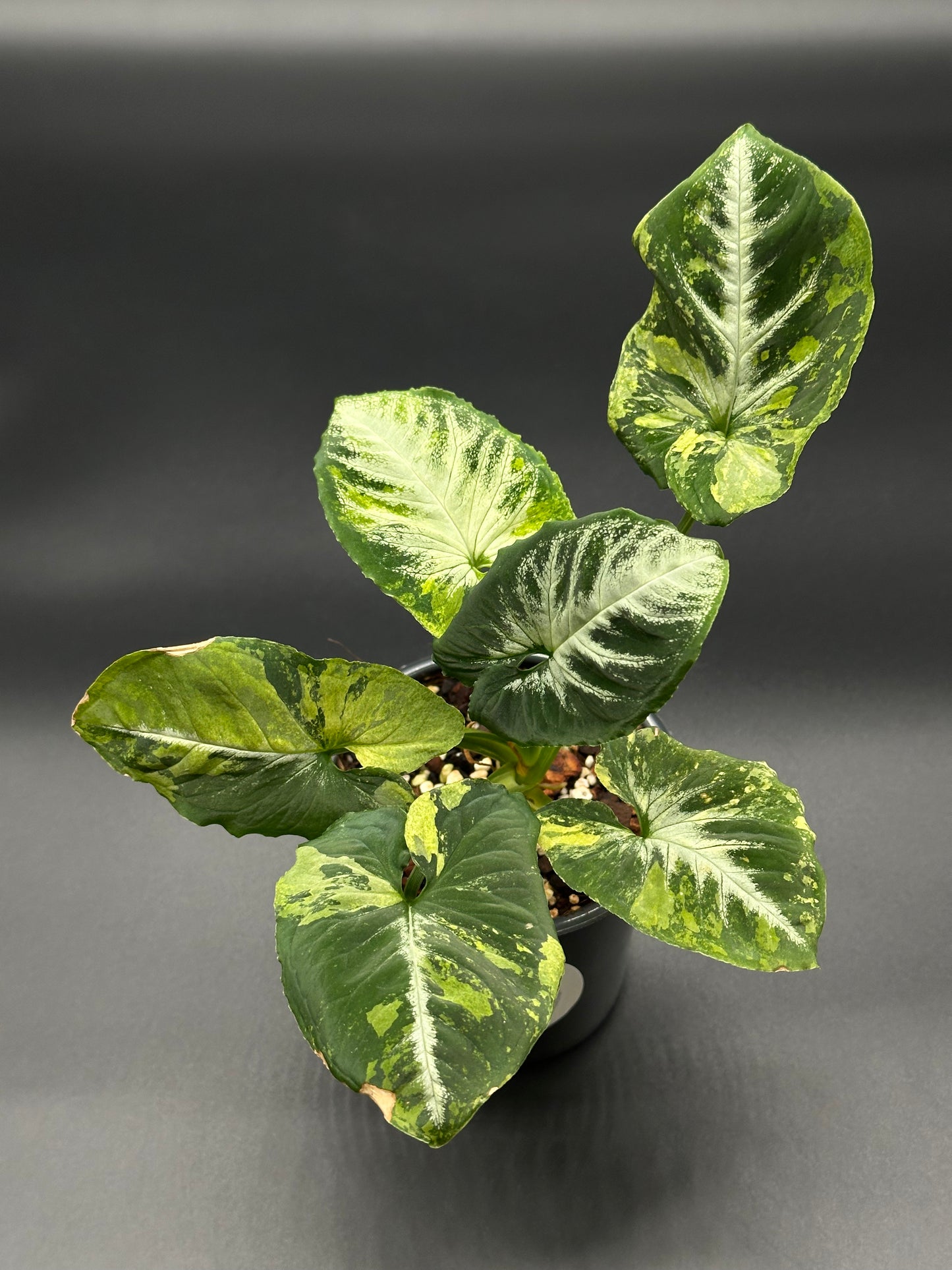 Syngonium Wendlandii 'Scrambled Eggs' Variegated plant in a 4-inch pot, showcasing distinctive leaf variegation. Perfect for tropical houseplant enthusiasts.