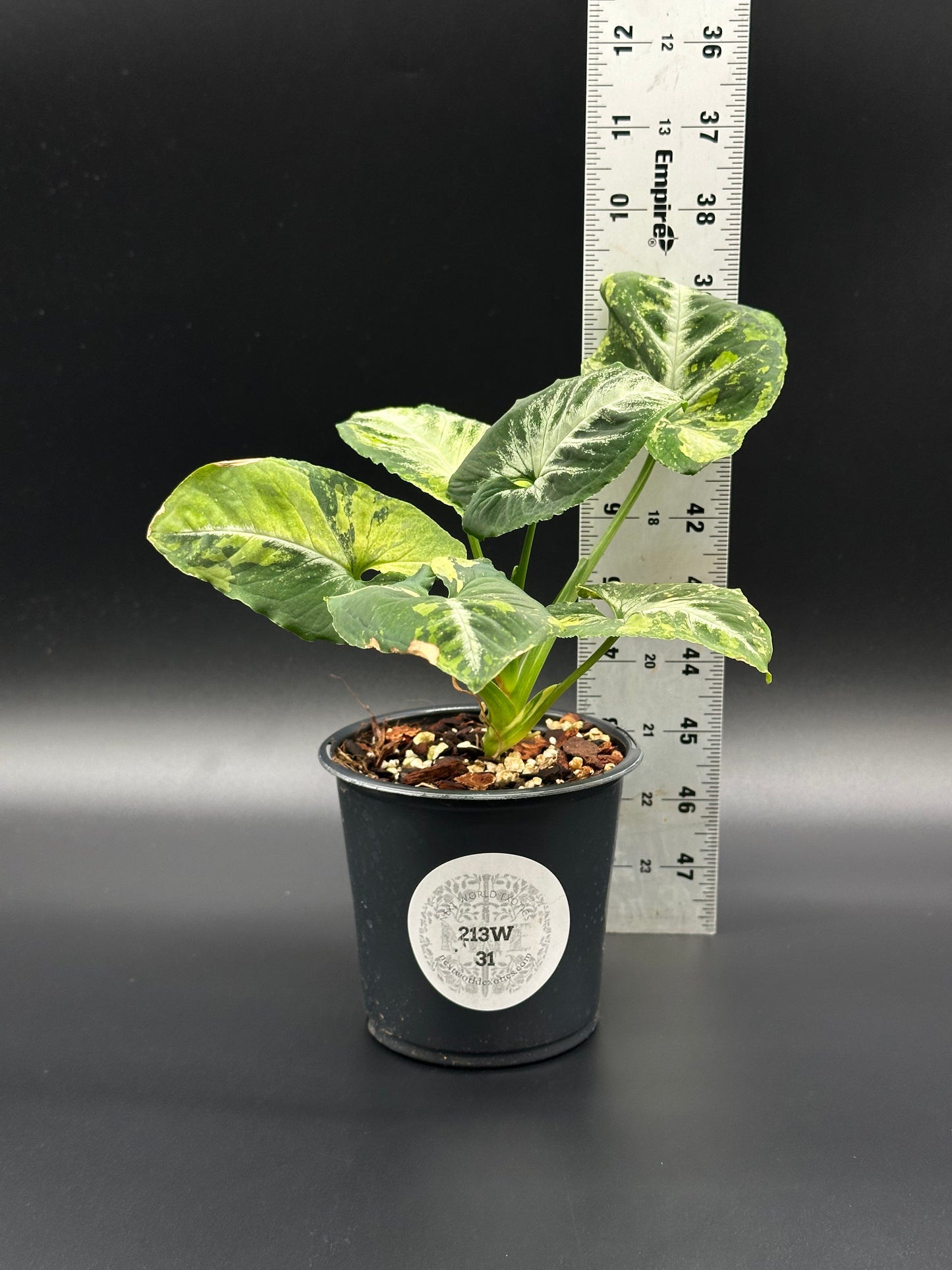 Syngonium Wendlandii 'Scrambled Eggs' variegated plant in a 4-inch pot, shown with a ruler for size reference.