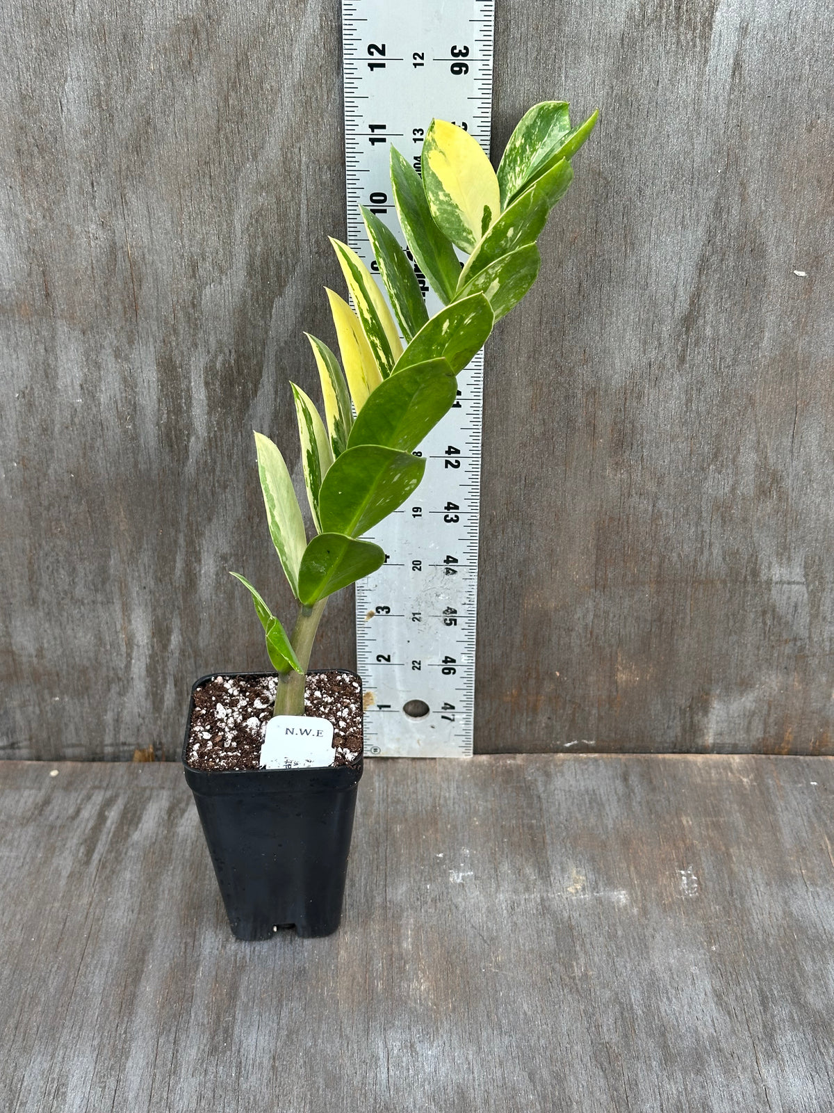 Zamioculcas Zamifolia "ZZ" Aurea Variegated