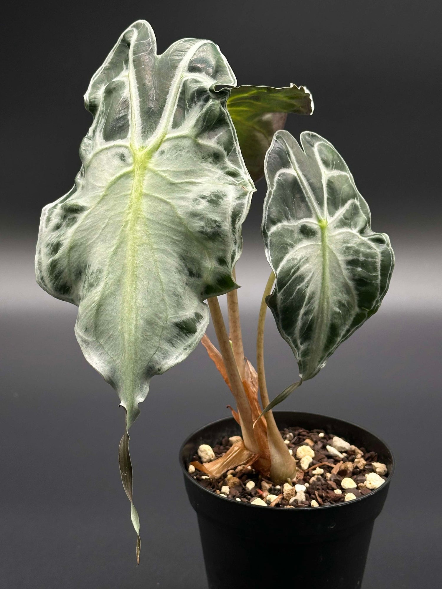 Alocasia venom rare plant