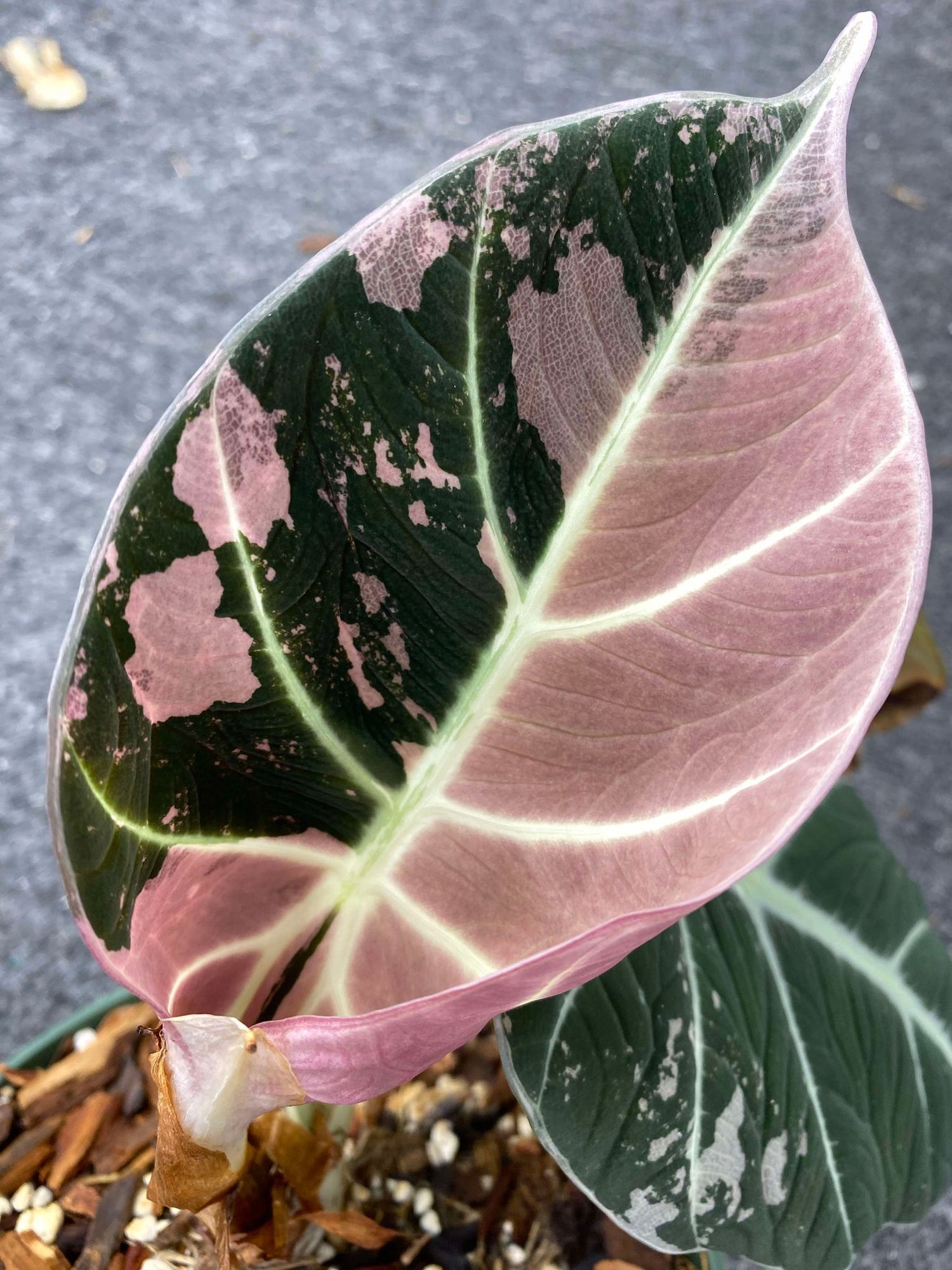 Beauitful alocsia black velvet pink variegated leaf