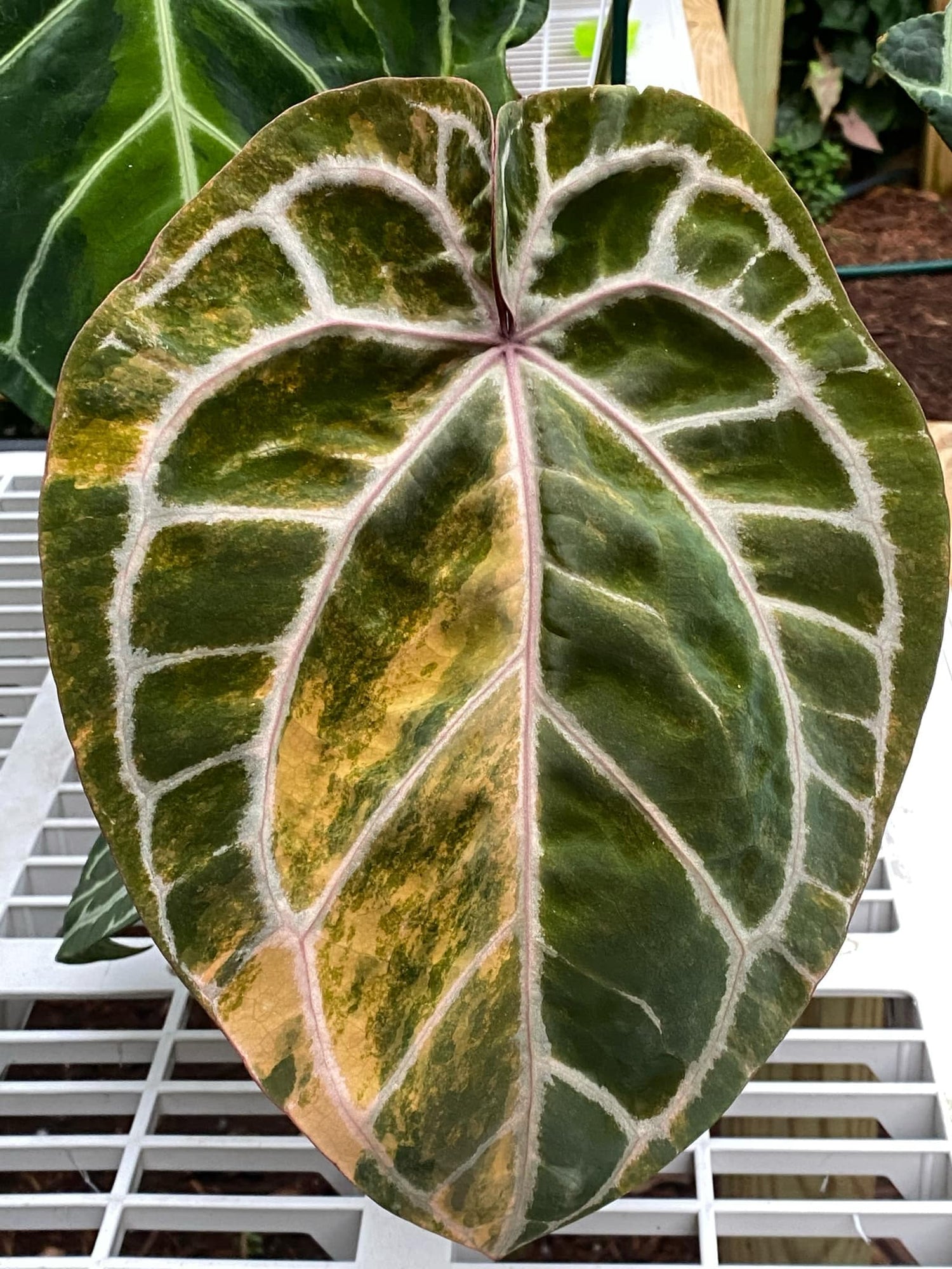 Variegated Doc Block Anthurium Next World Exotics Rare Plants