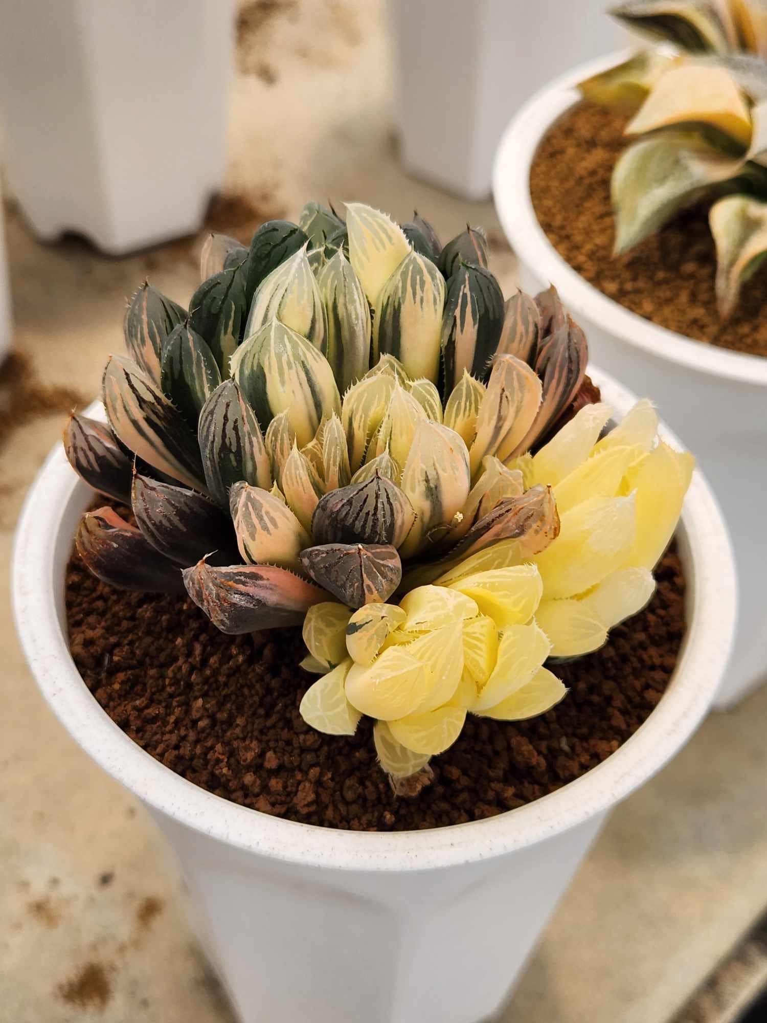 Variegated haworthia succulent next world exotics rare plants