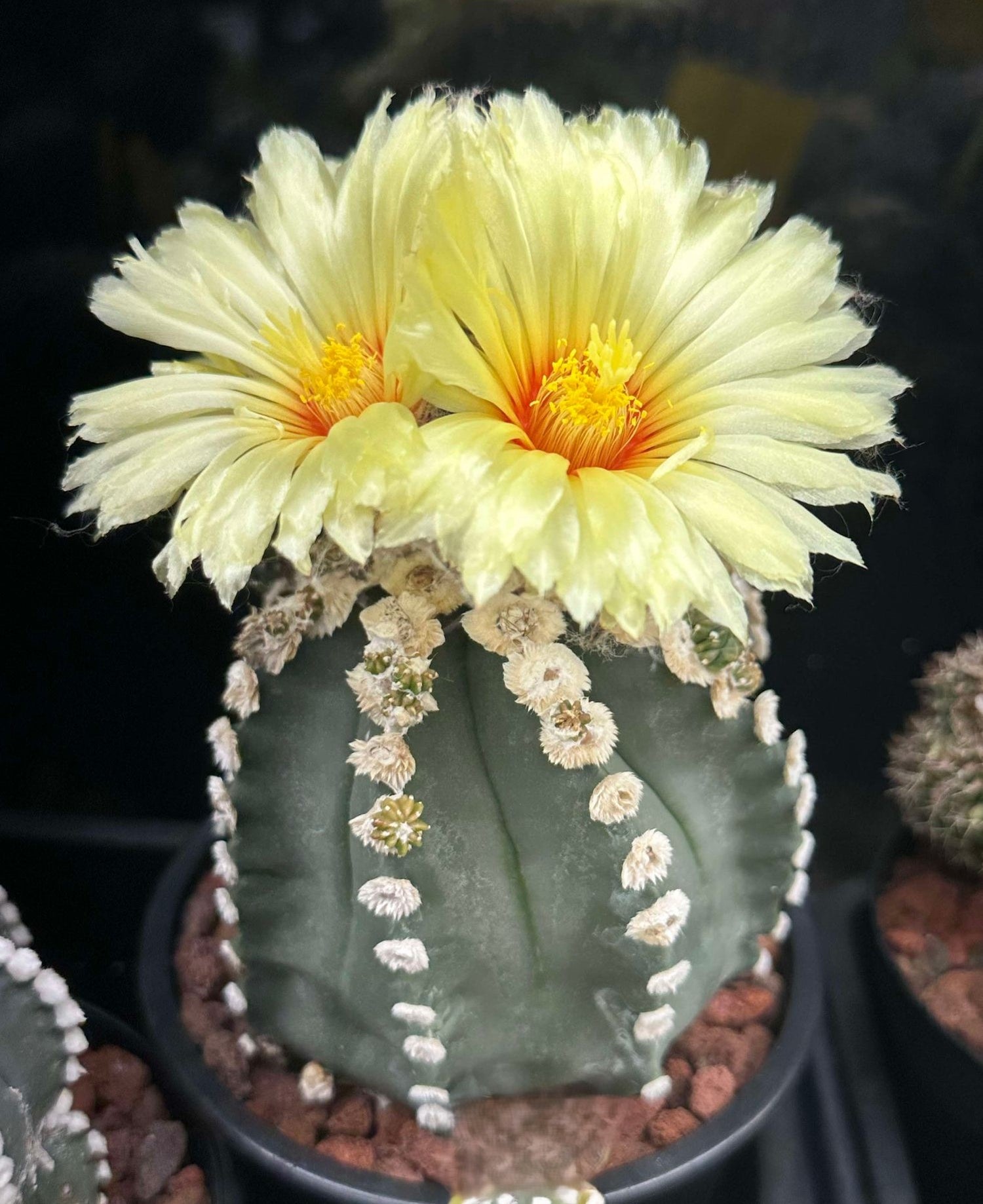 Astrophytum blooming at next world exotics rare plant nursery