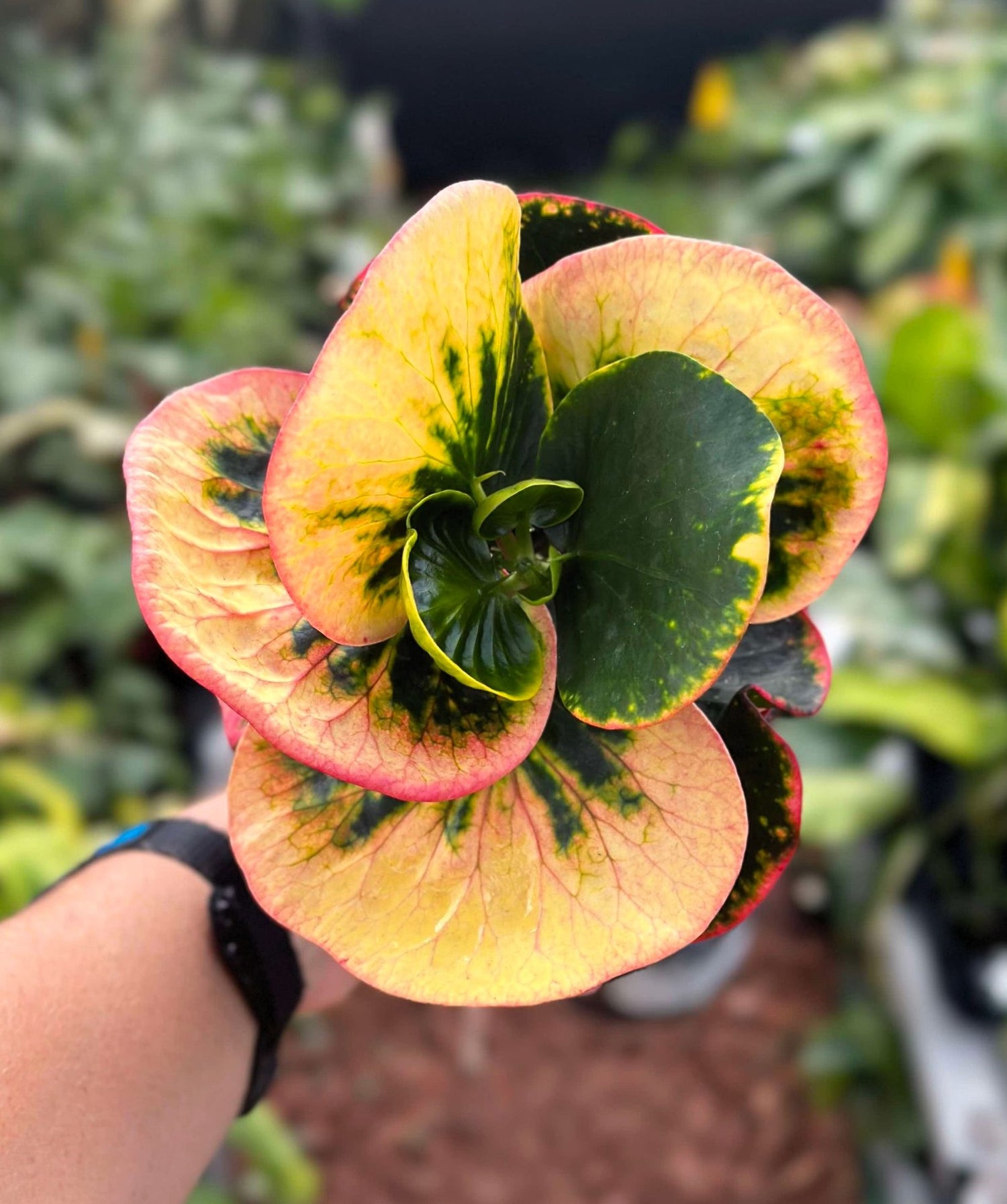 Croton rose budget friendly variegated plants at next world exotics rare plant nursery