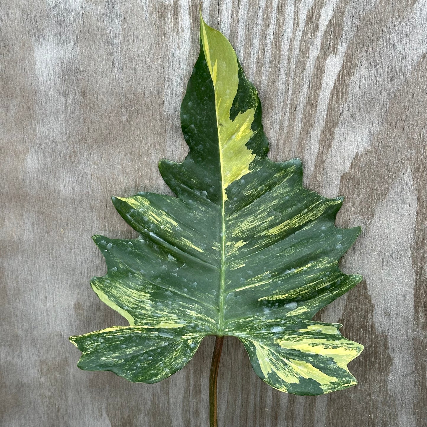 Philodendron Florida x Mayoi variegated XL