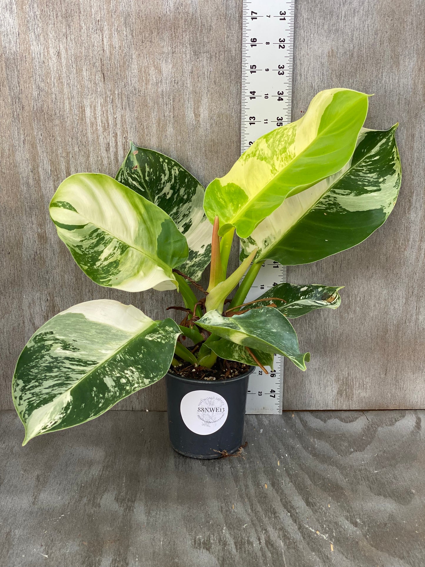 Philodendron Variegated Moonlight