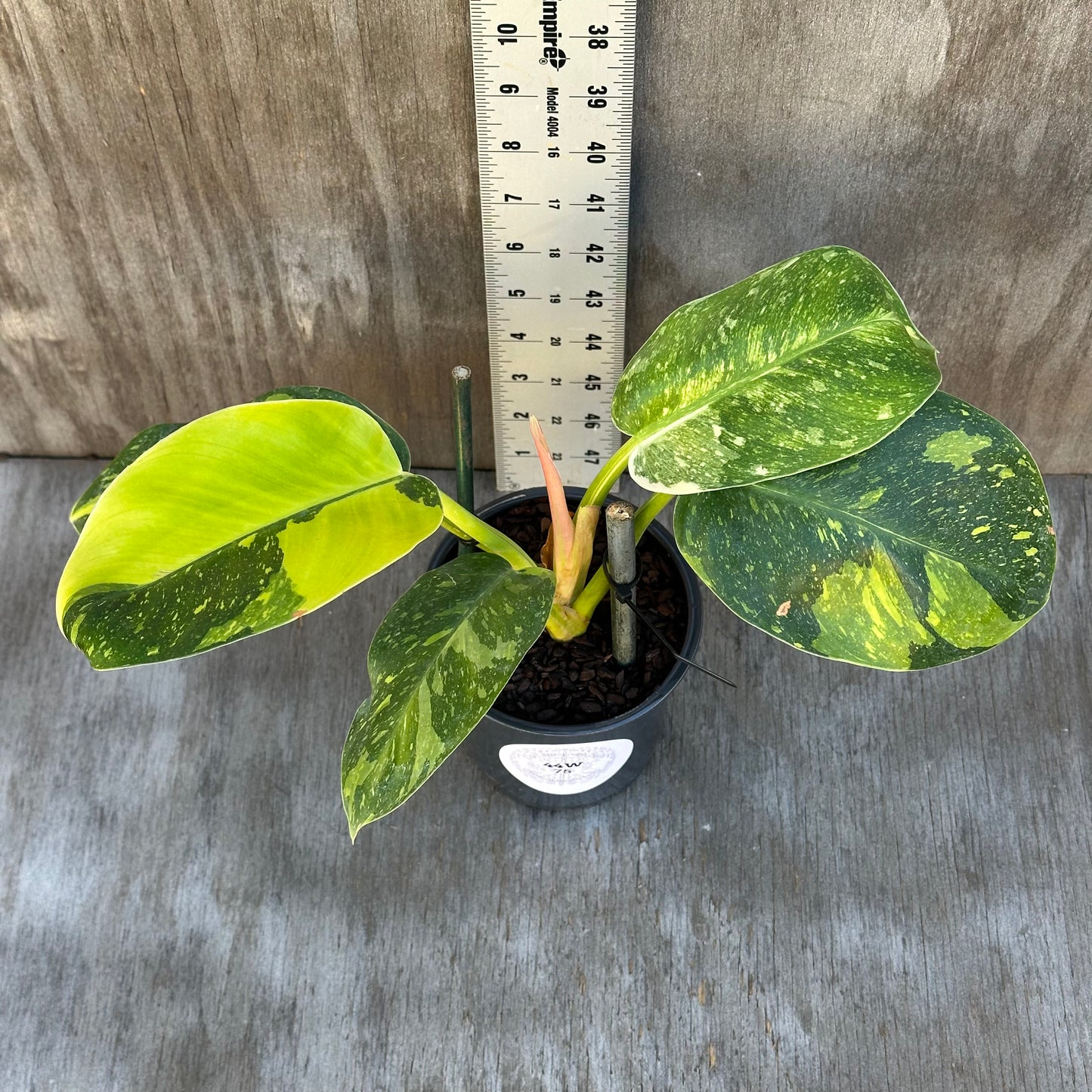 Philodendron Congo Nuclear