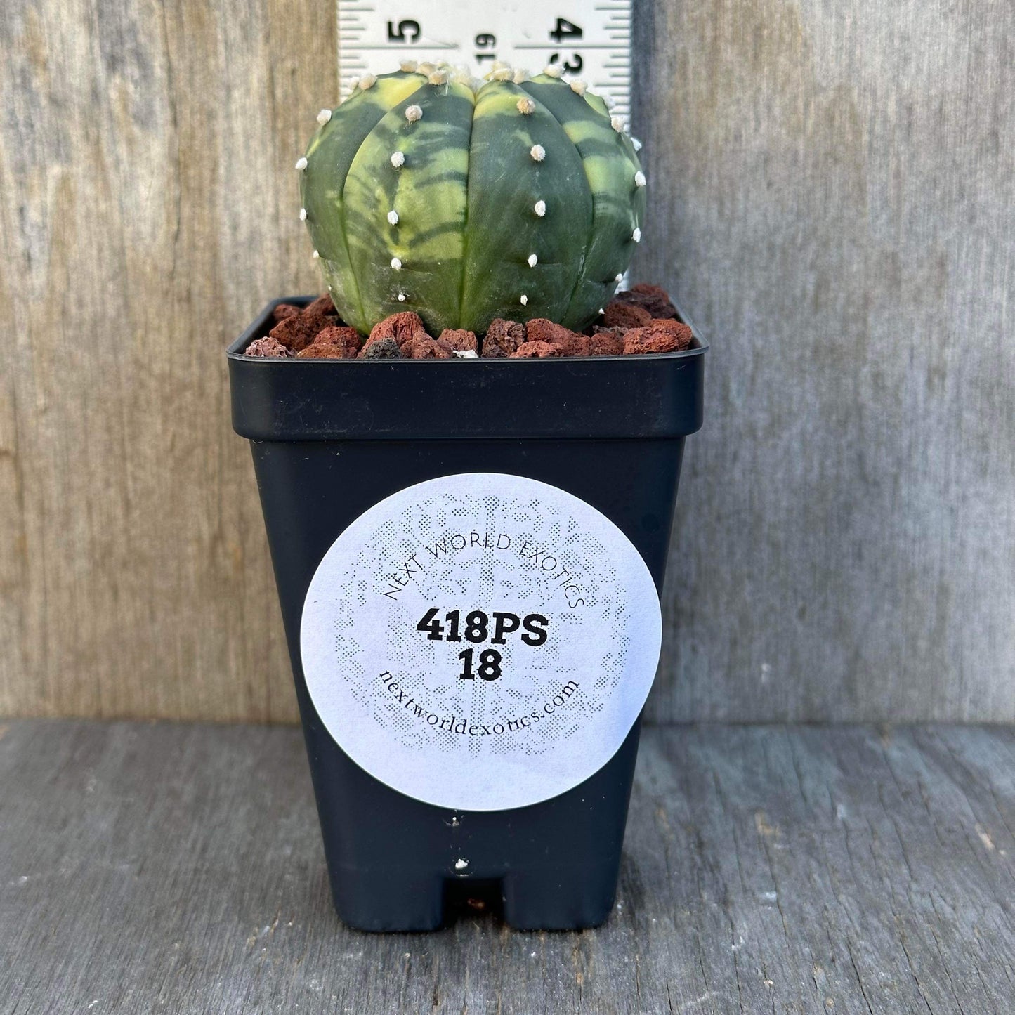 Astrophytum Asterias Variegated Cactus